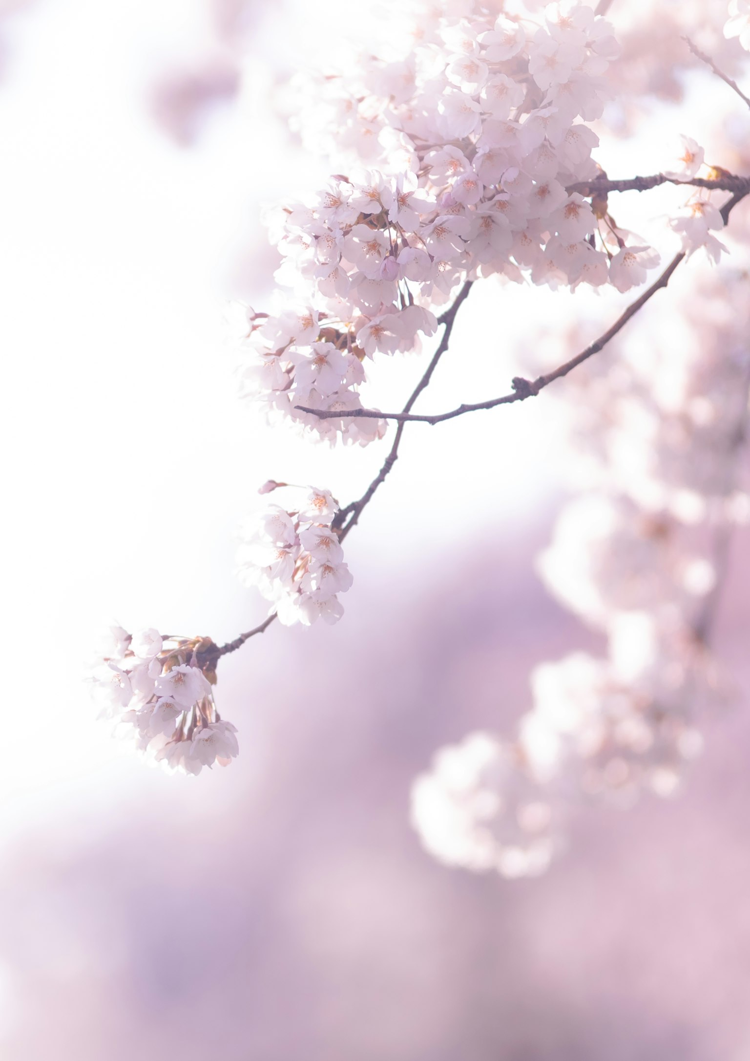 淡いピンクの桜の花が咲いている枝のクローズアップ