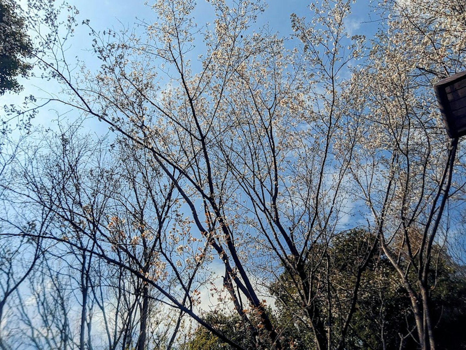 Branches of a tree with white flowers against a blue sky