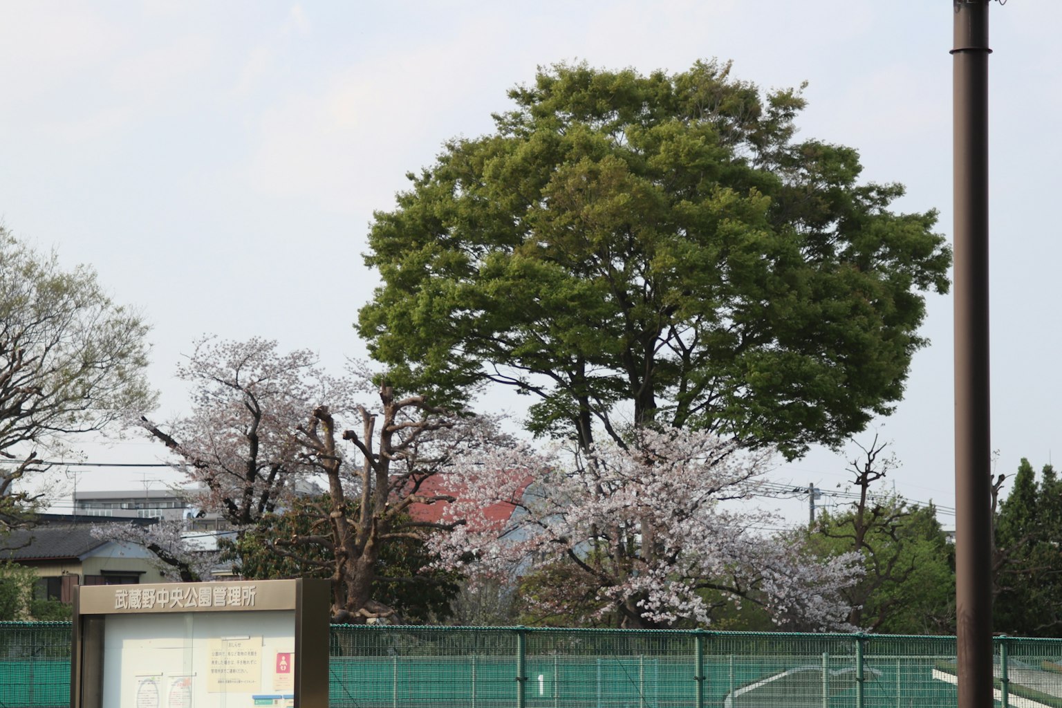 Escena de parque con cerezos en flor y árboles verdes