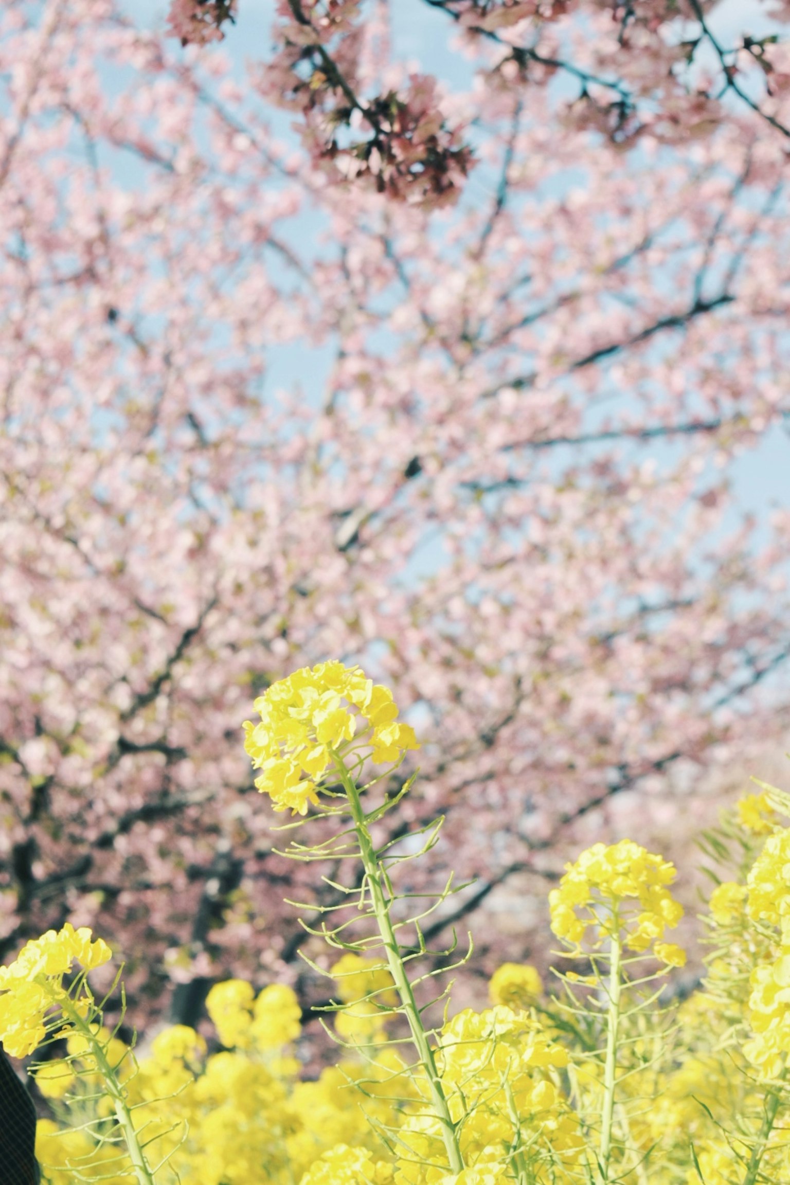 Paesaggio primaverile con fiori gialli e alberi di ciliegio sullo sfondo