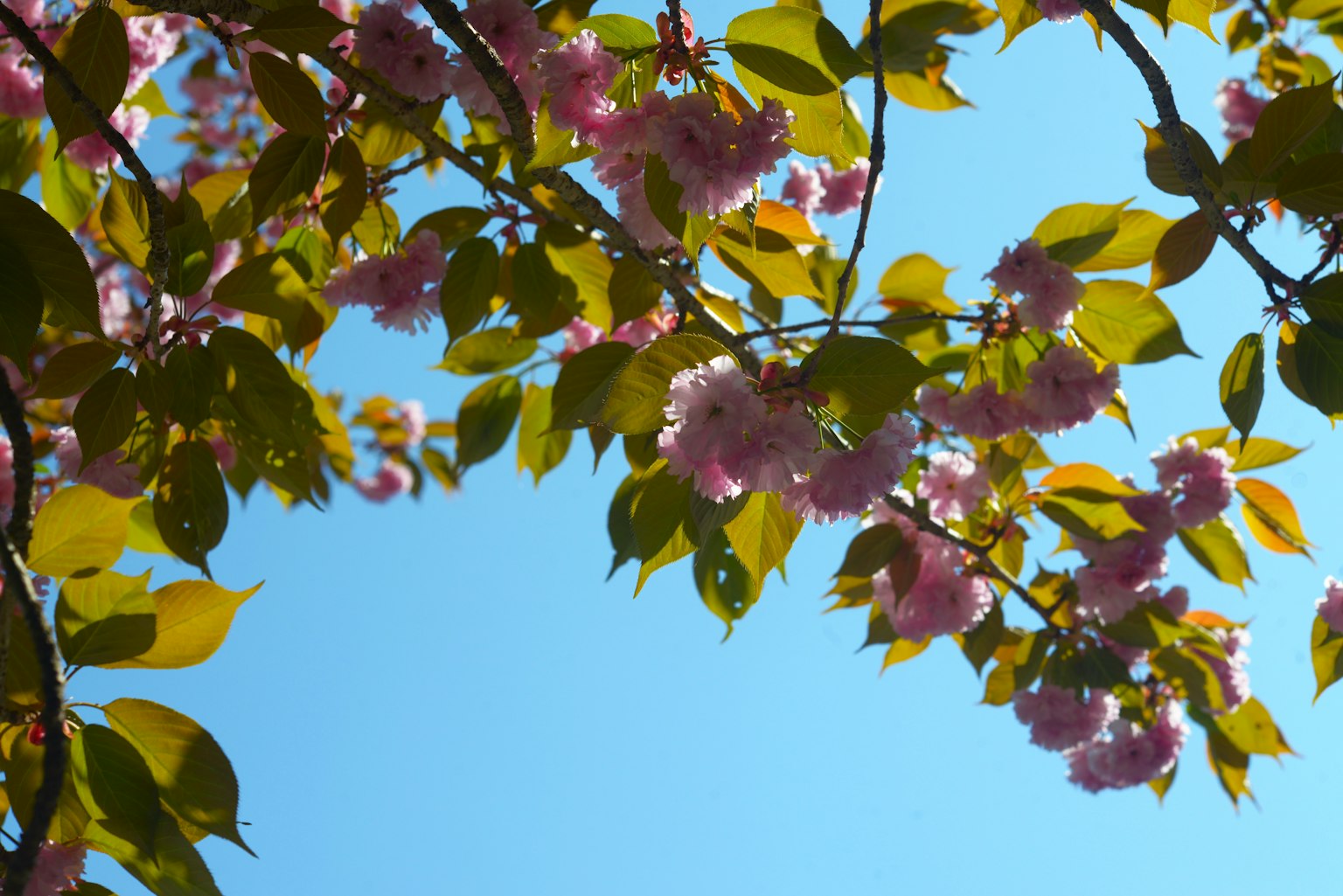 Fiori di ciliegio e foglie verdi sotto un cielo blu