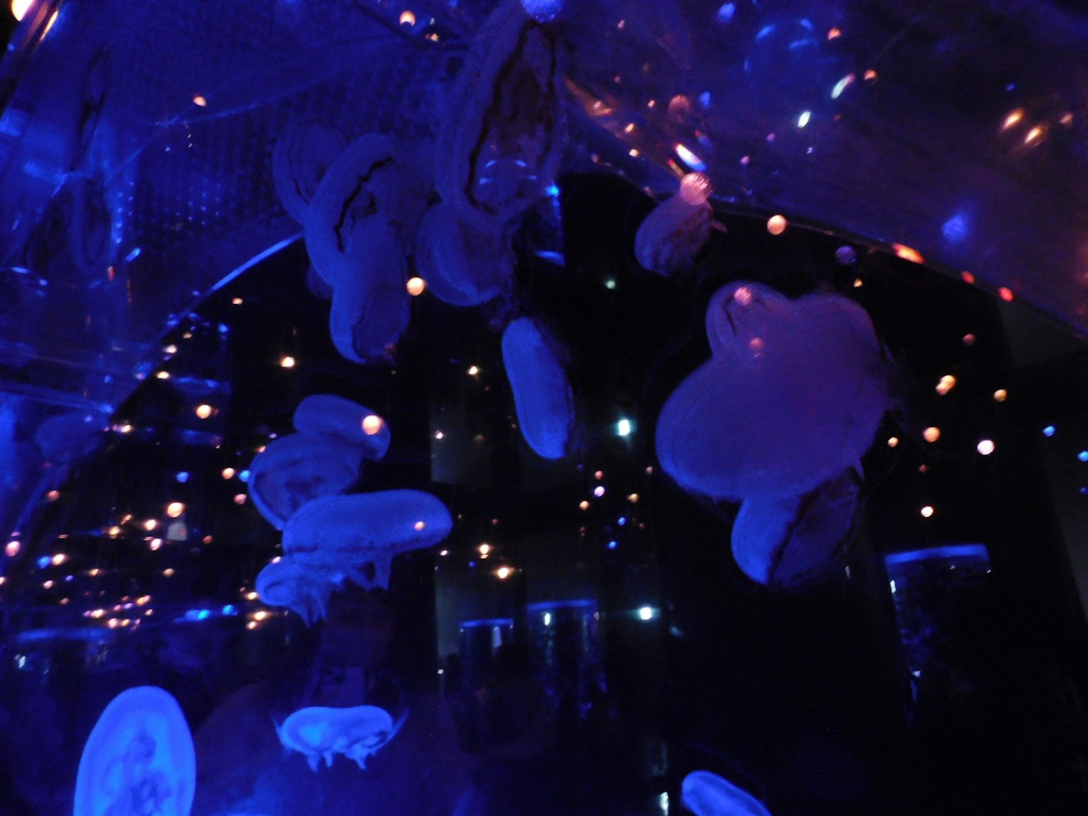 Méduses flottant dans l'eau bleue avec des points de lumière scintillants