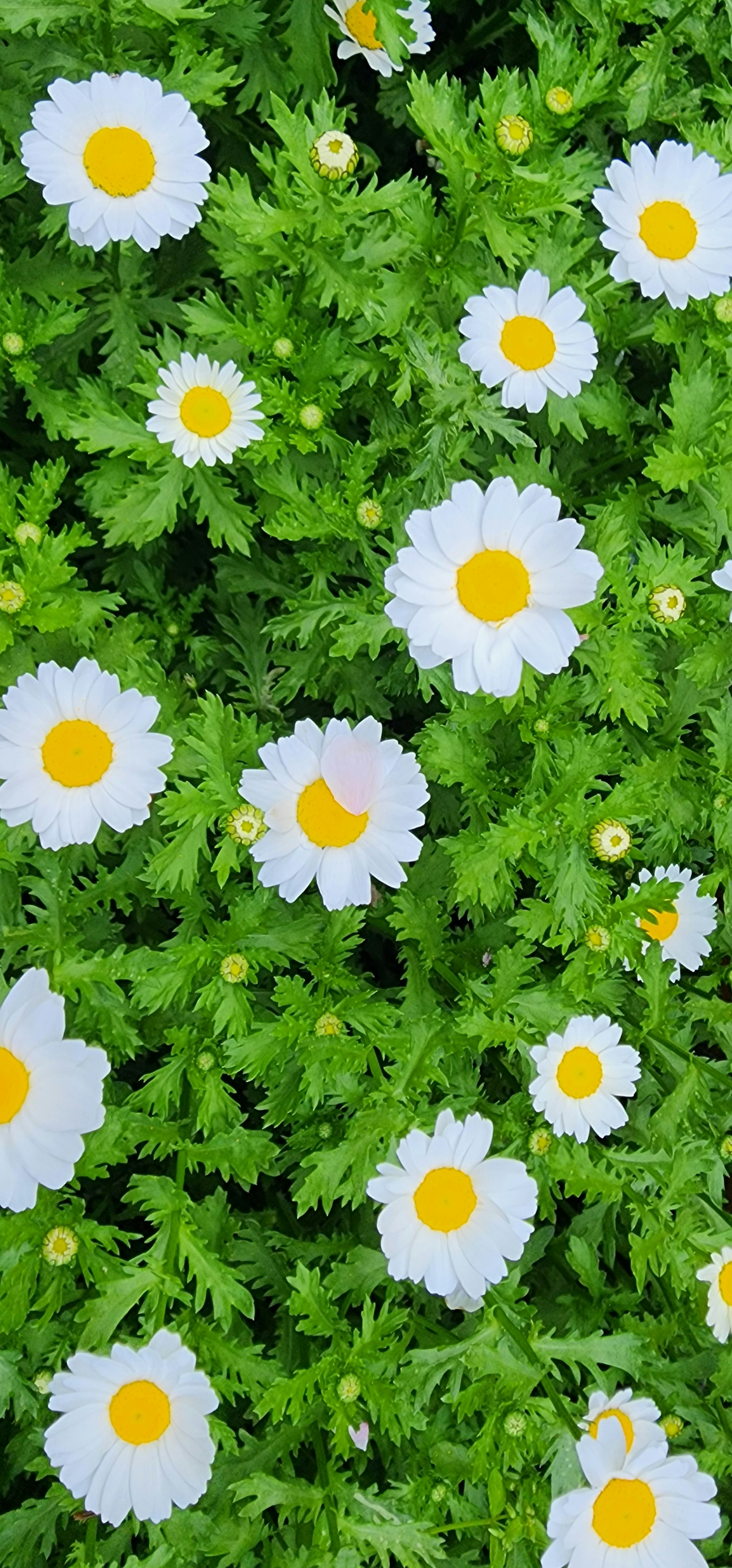鮮やかな白いマーガレットが咲く緑の花畑