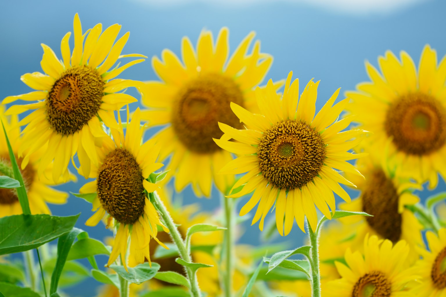 푸른 하늘을 향해 피어 있는 밝은 해바라기 밭