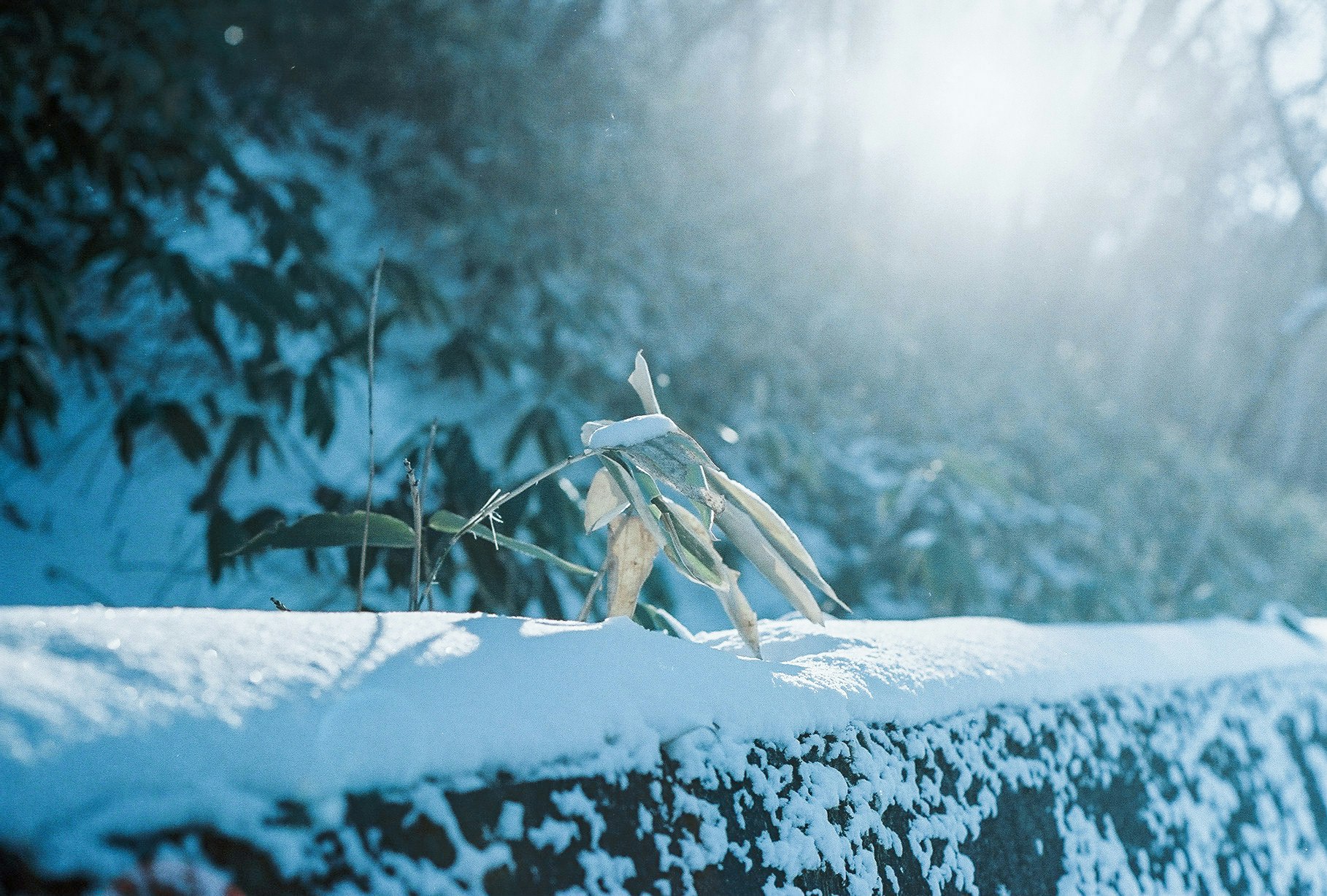 雪の積もった石の上に伸びる草