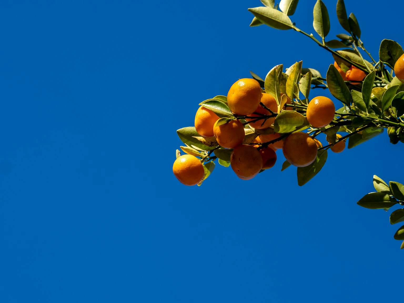 Branche avec des fruits d'agrumes orange sur un ciel bleu clair