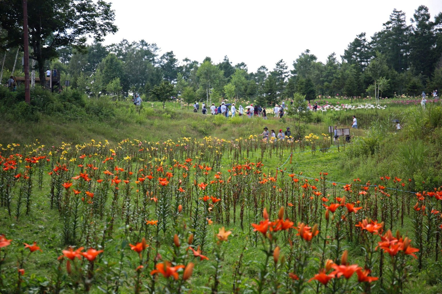 Vibrant flower field with orange blooms and visitors exploring the area