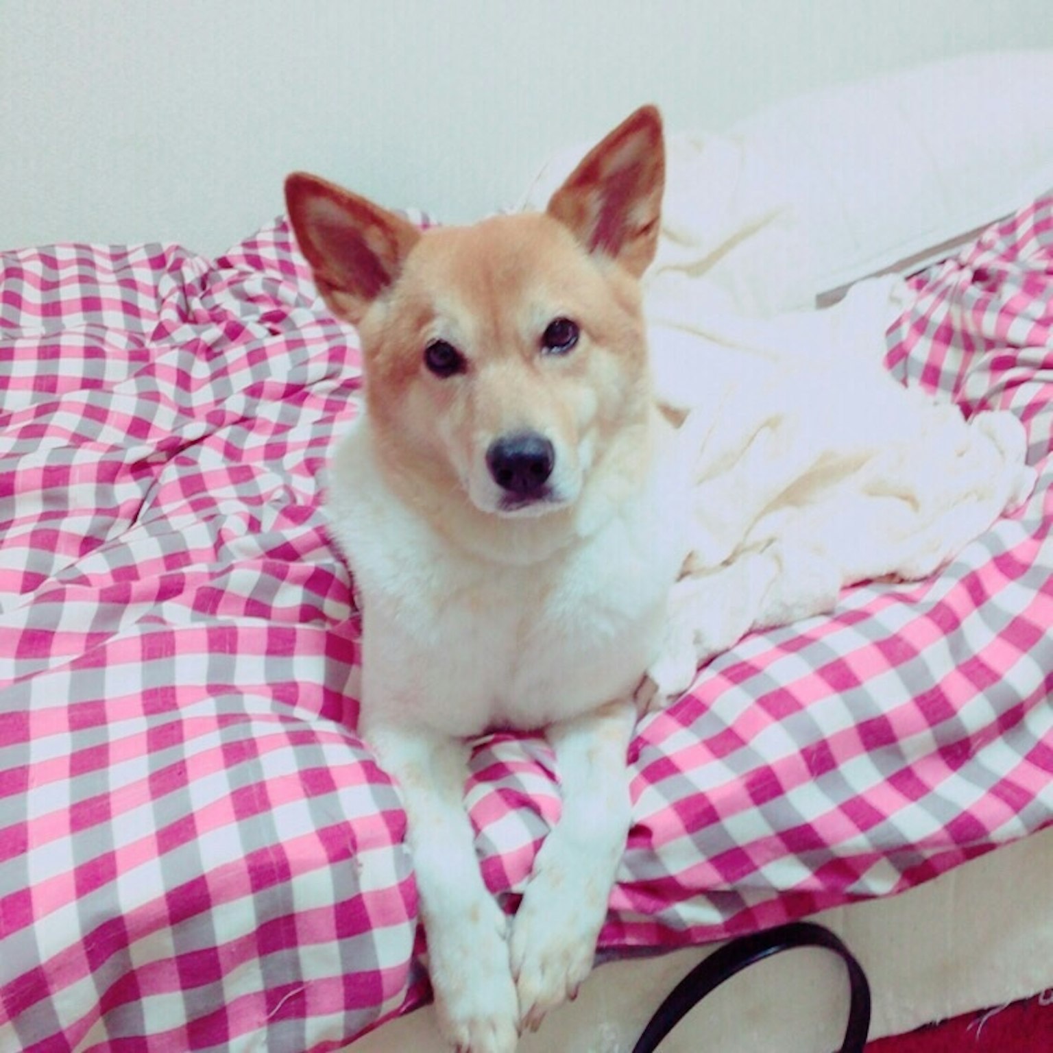 Un perro blanco sentado sobre una manta a cuadros en una cama