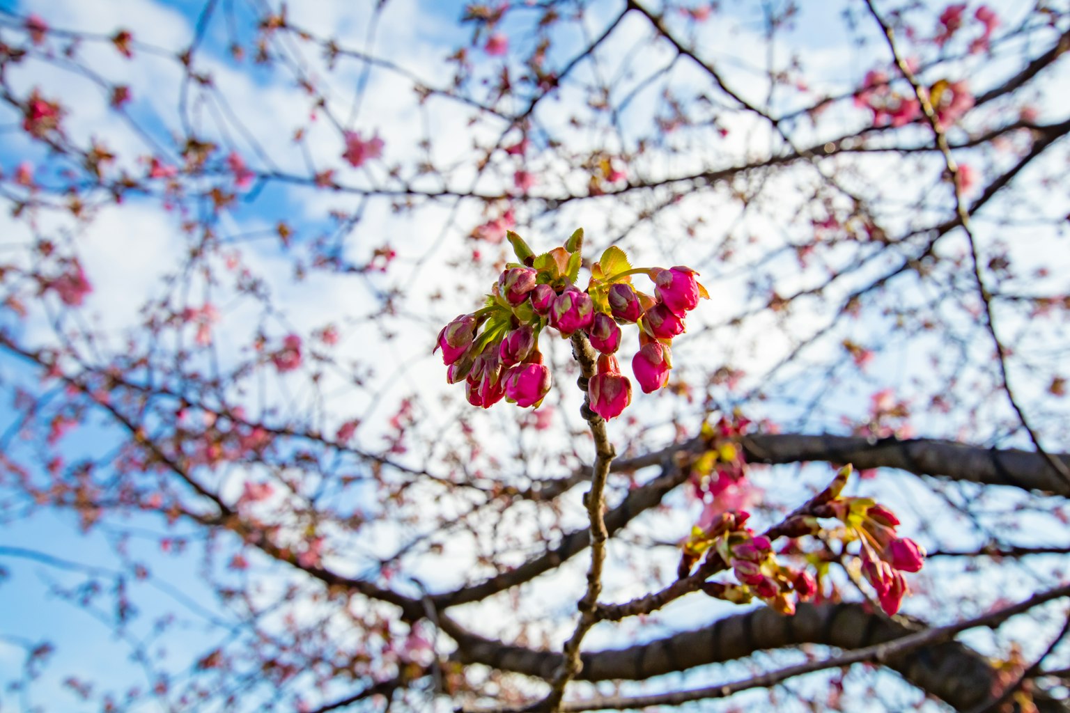 Buds dan bunga sakura di bawah langit biru