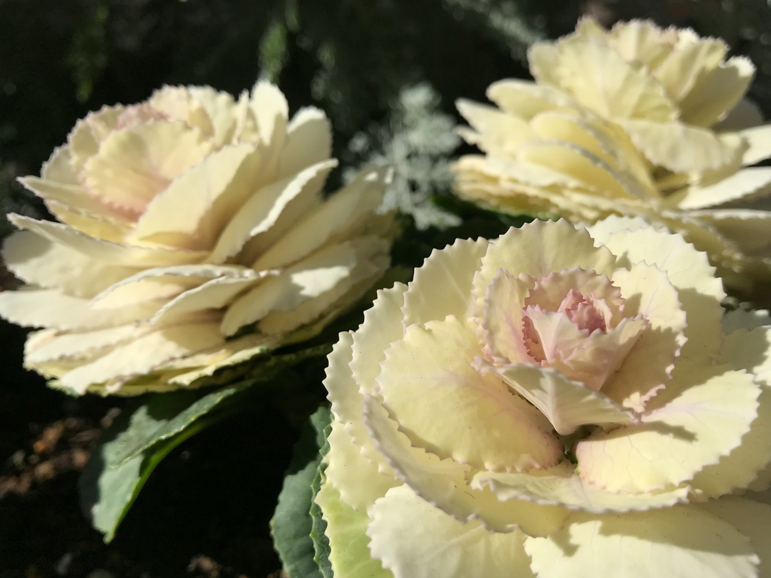 Trois fleurs de renoncule de couleur pâle en fleurs