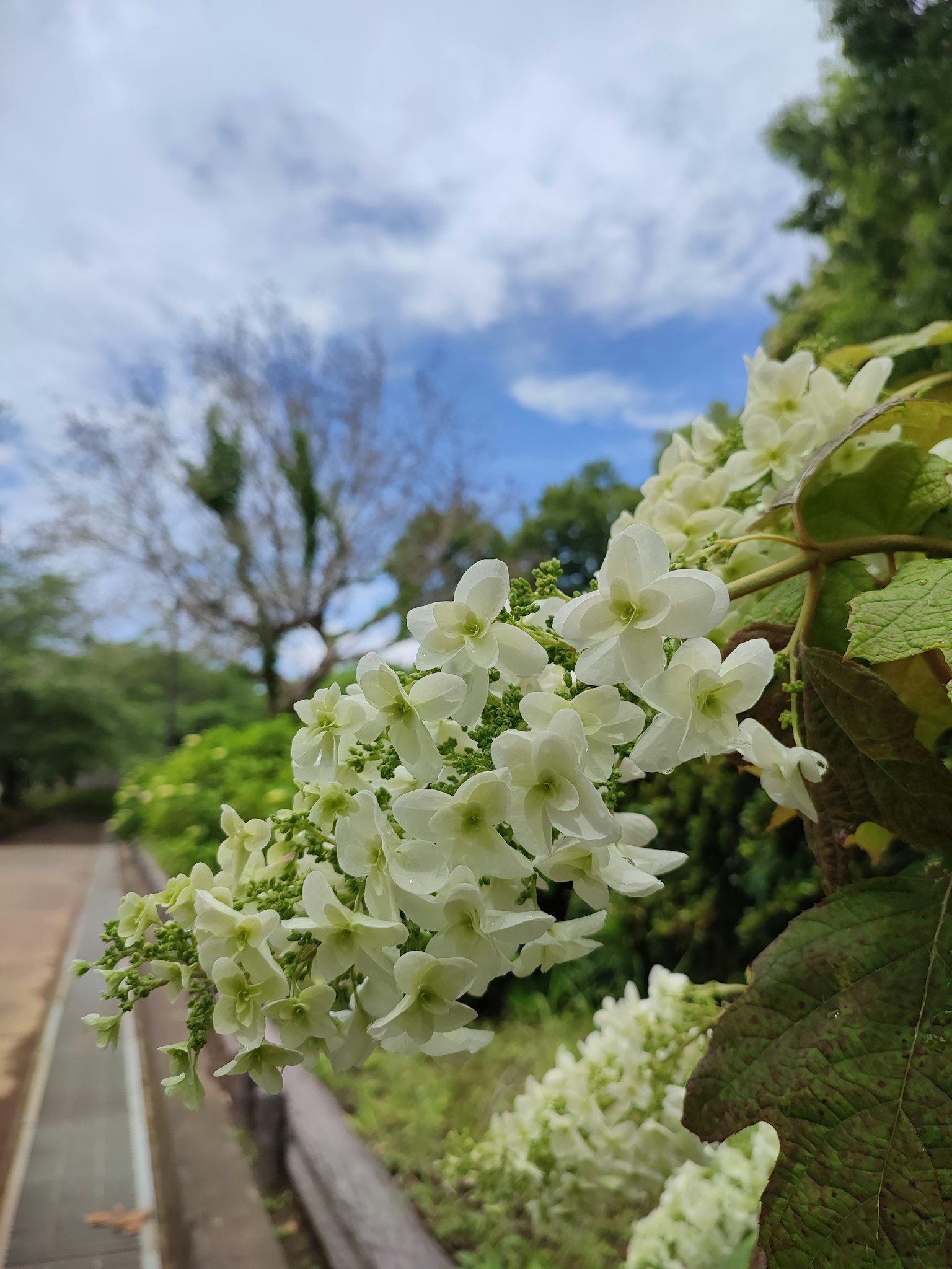 Gros plan de fleurs blanches sur fond de ciel bleu