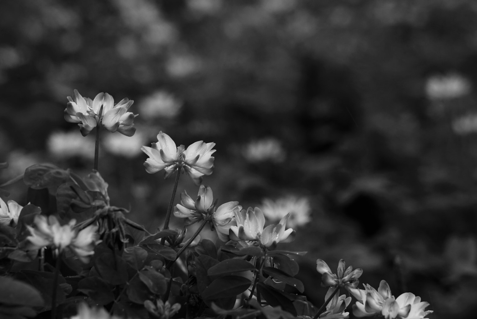 Close-up of blooming flowers in black and white