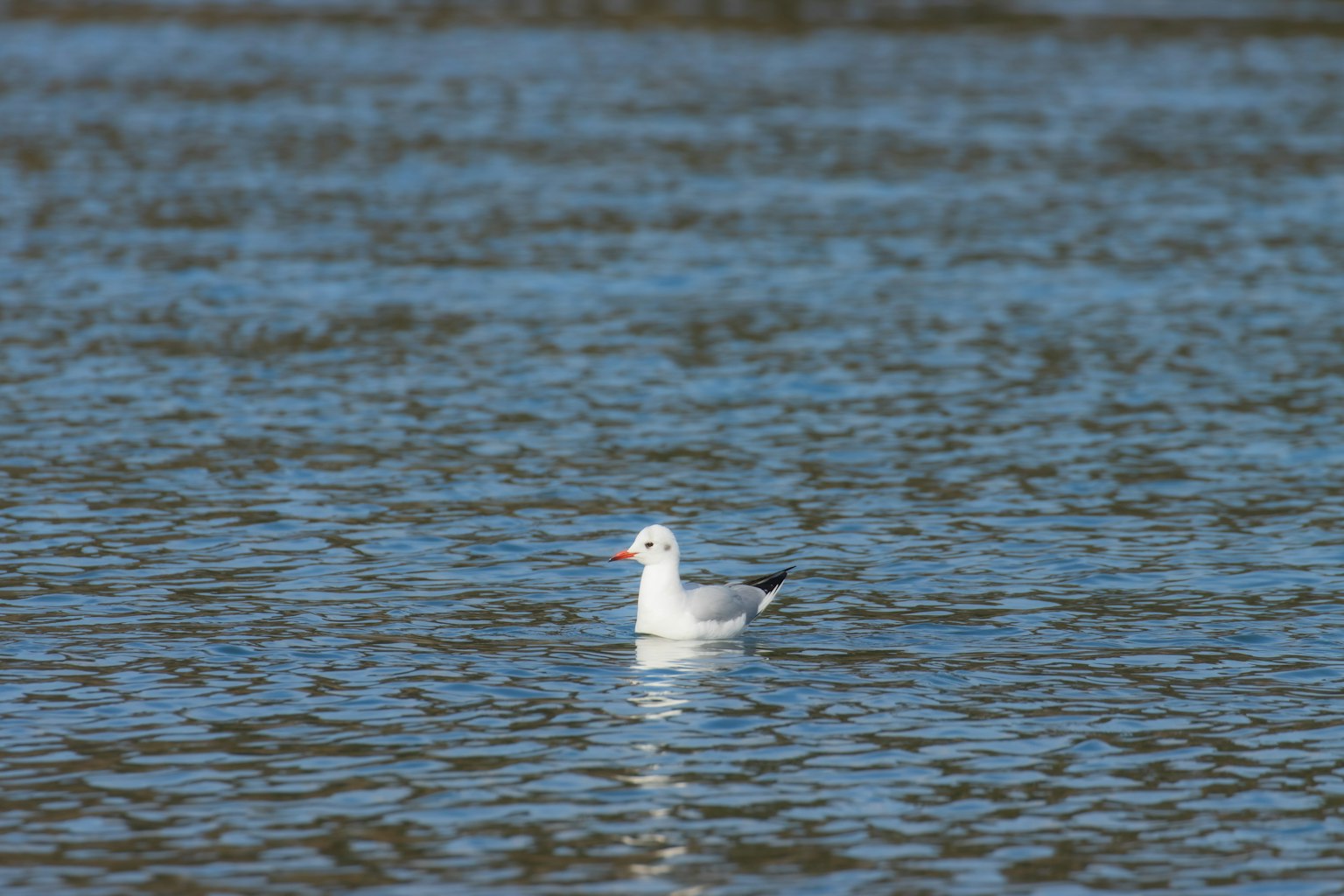 Una gabbiano bianco che galleggia sull'acqua