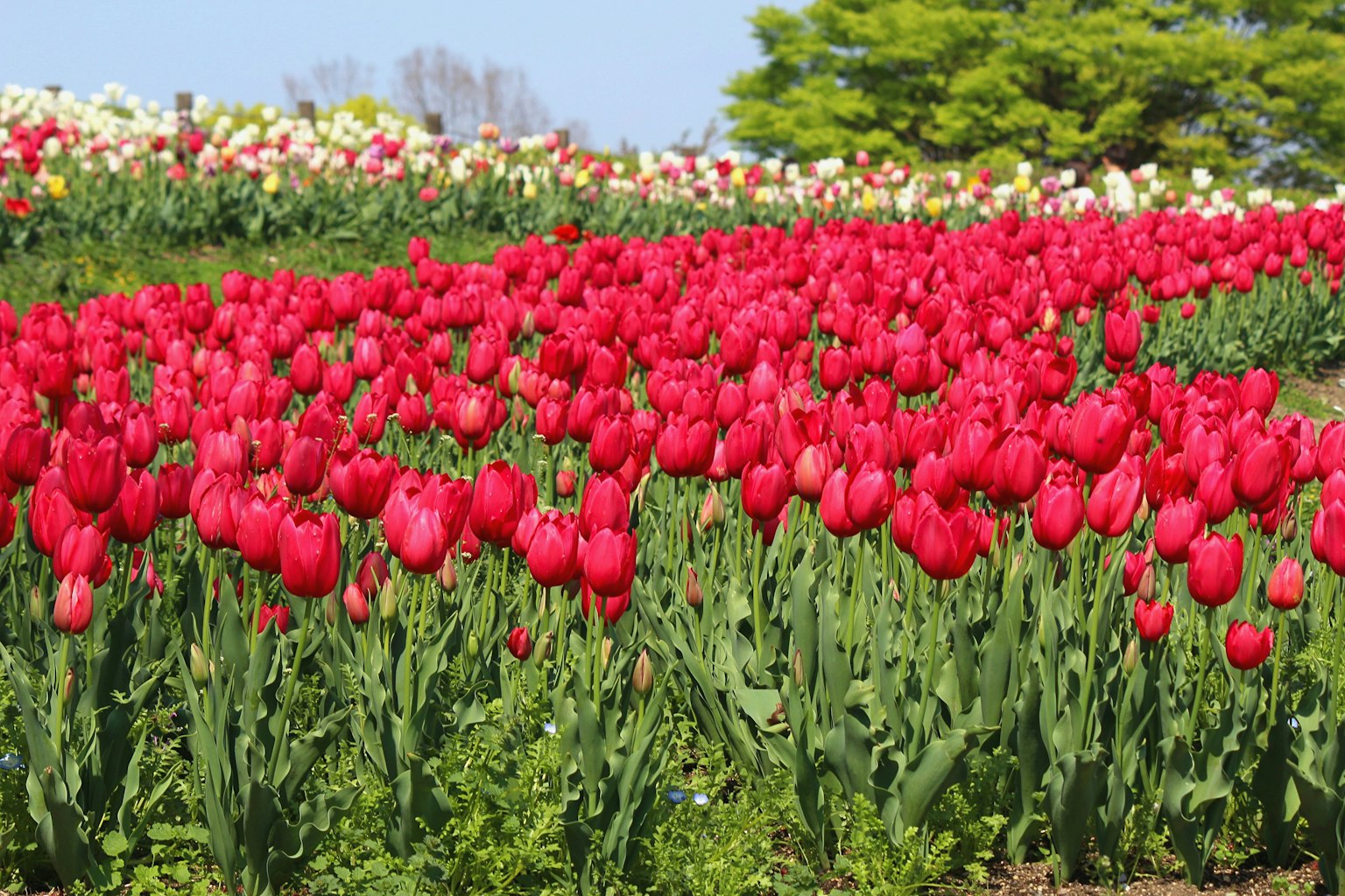 Vibrantes tulipanes rojos en un campo con árboles verdes al fondo