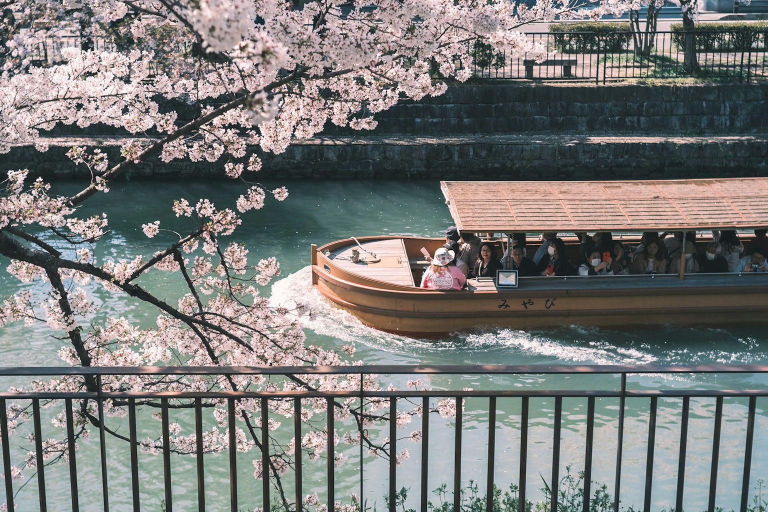 Sebuah perahu meluncur di sungai yang dikelilingi bunga sakura