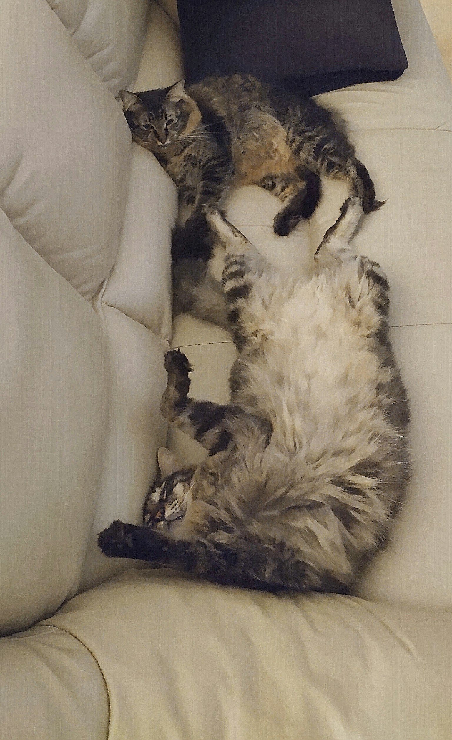 Due gatti che dormono su un divano
