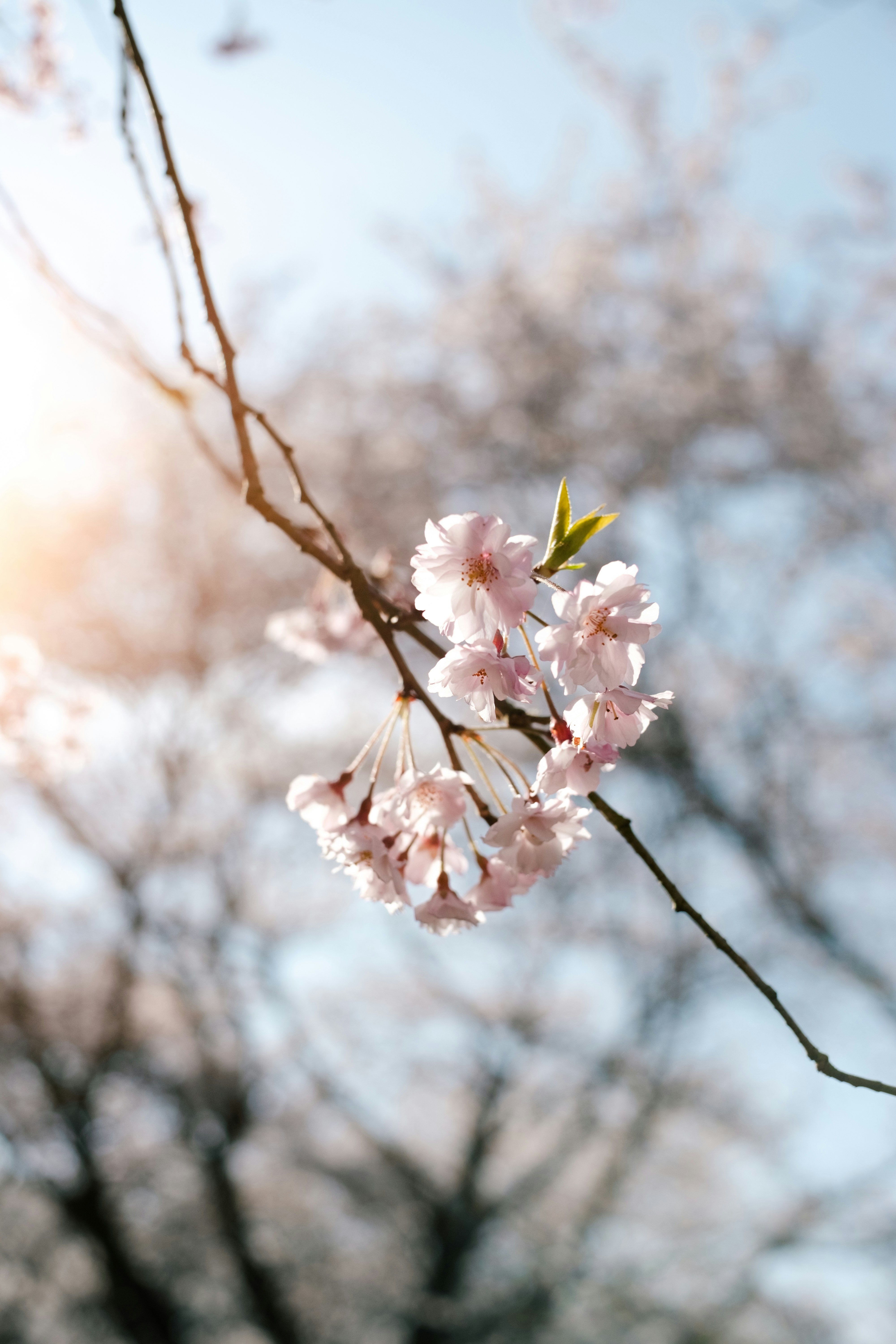 枝先に咲く桜の花と新芽のある春の風景