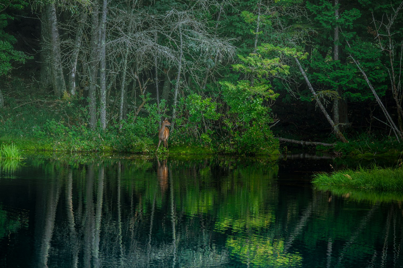 静かな池の周りに緑の木々と反射が見える自然の風景