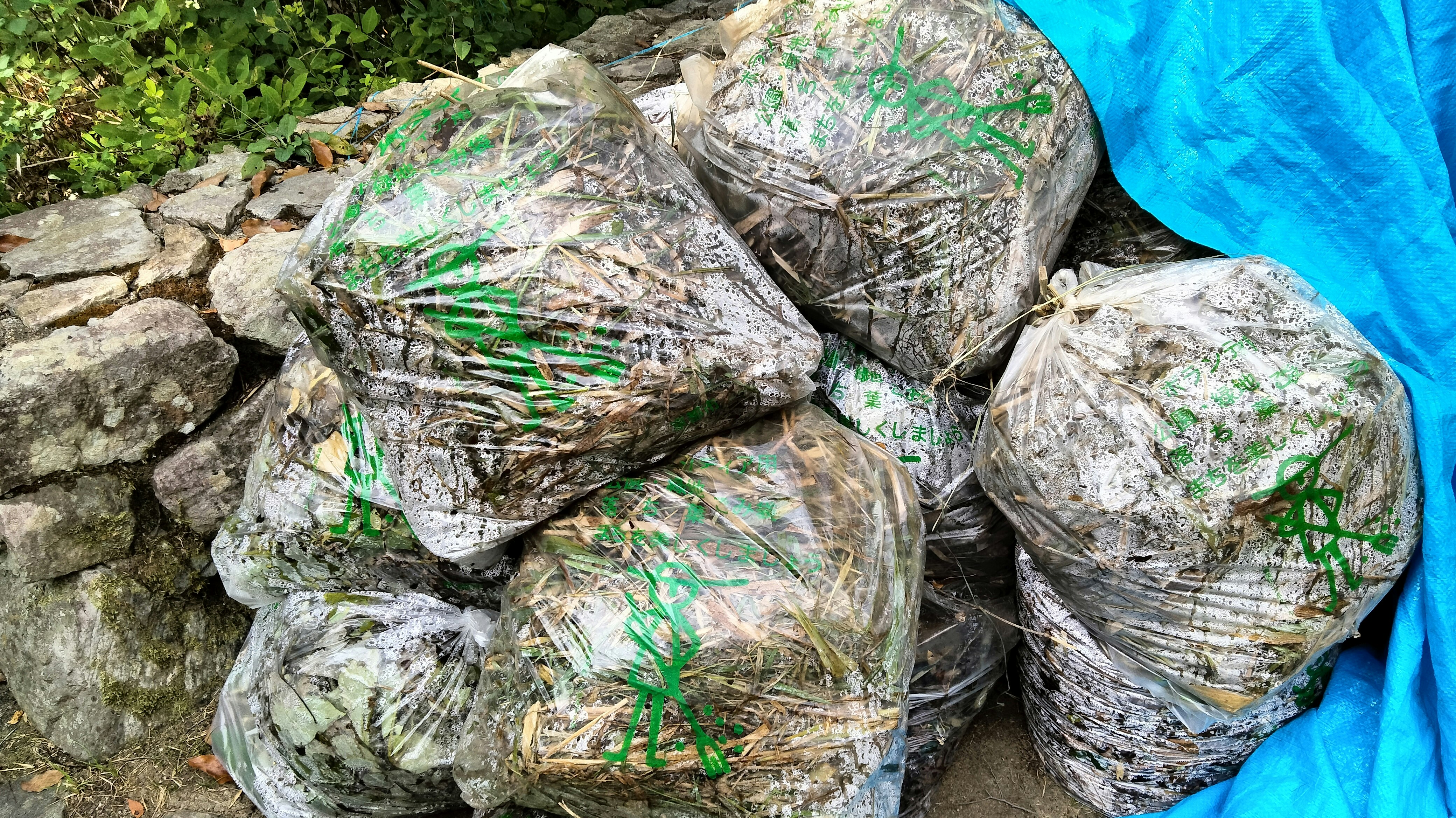 bags of plant seedlings piled on rocks
