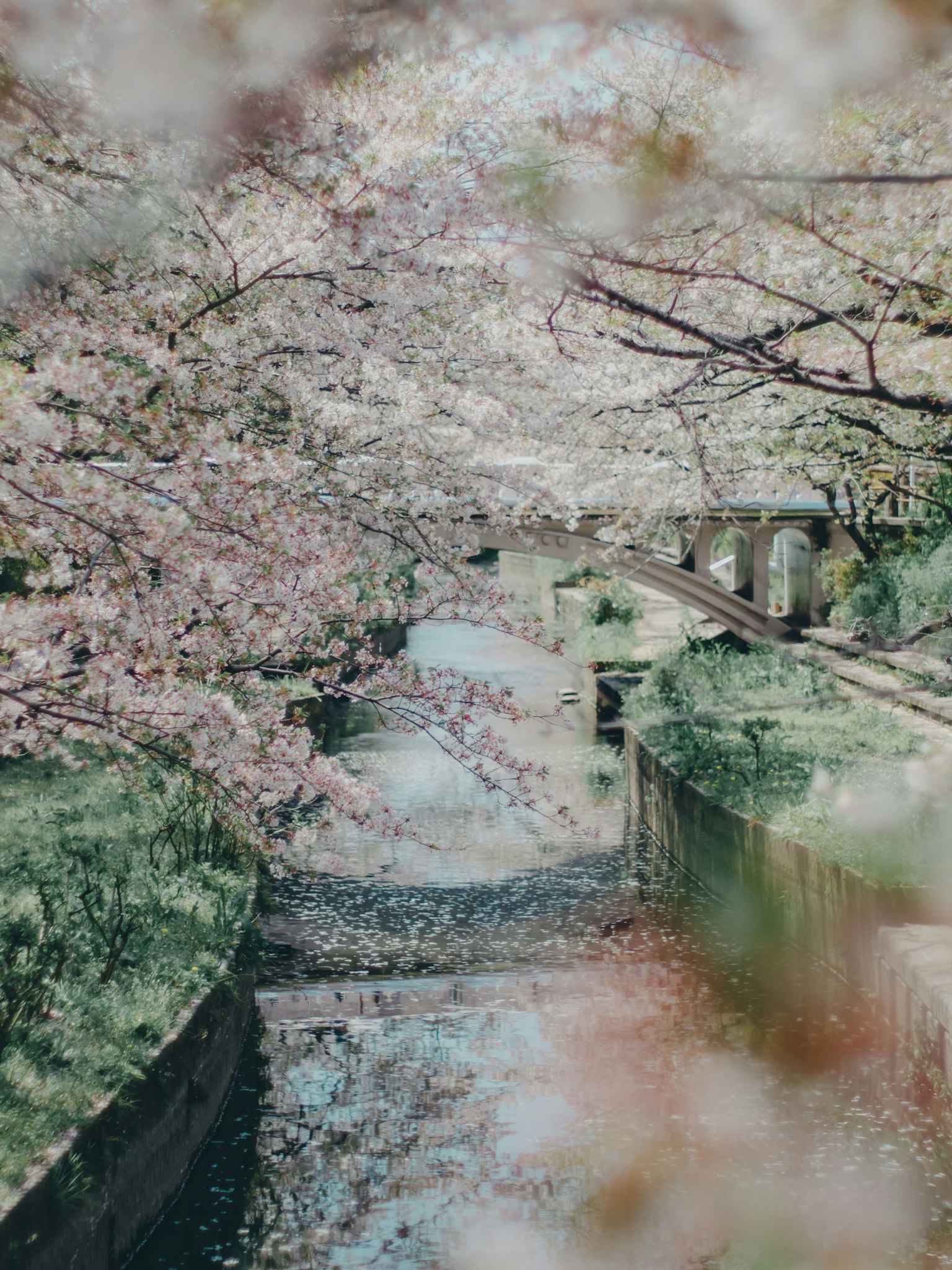 樱花环绕的河流风景 绿色草坪与宁静水面