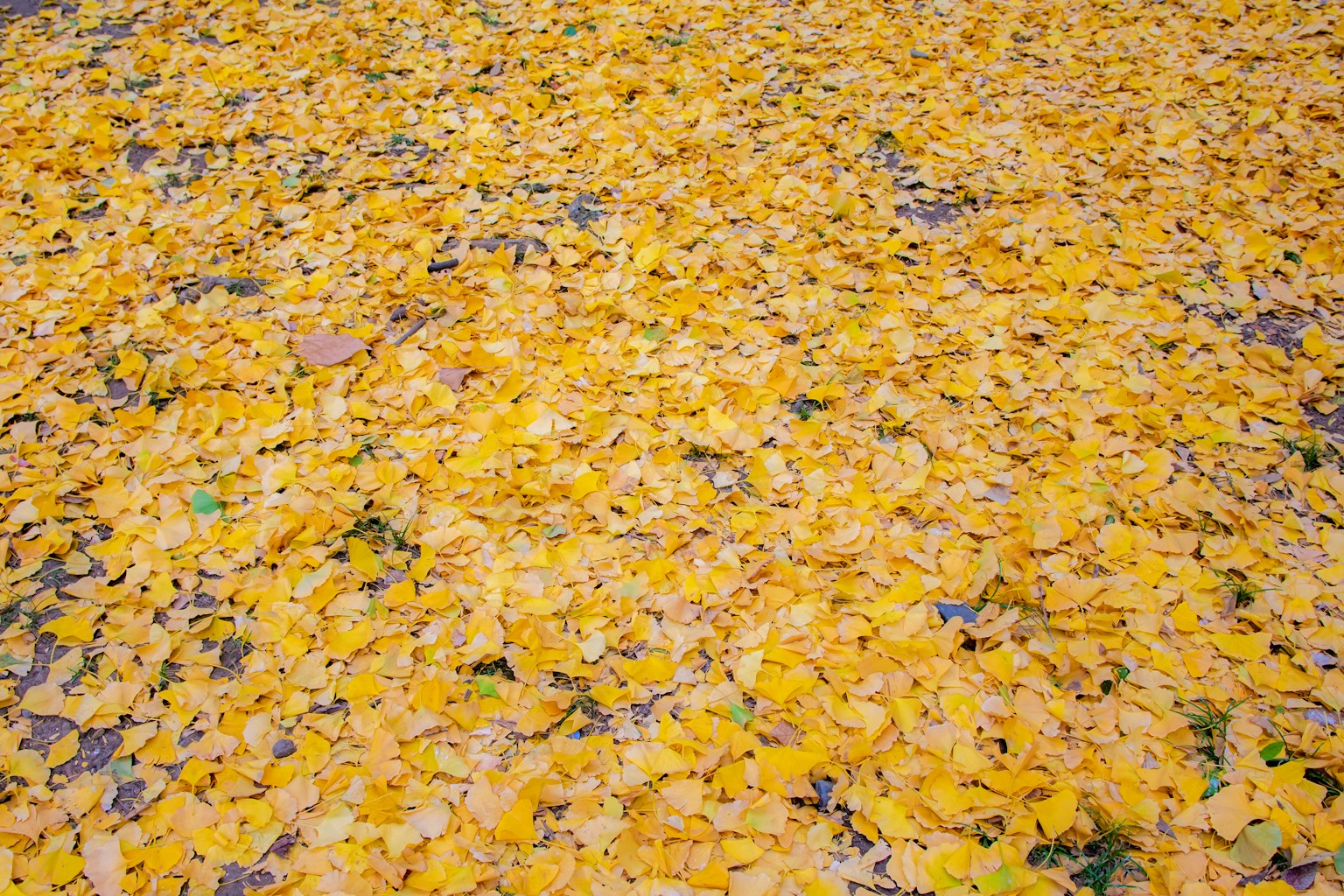 Ground covered with vibrant yellow leaves