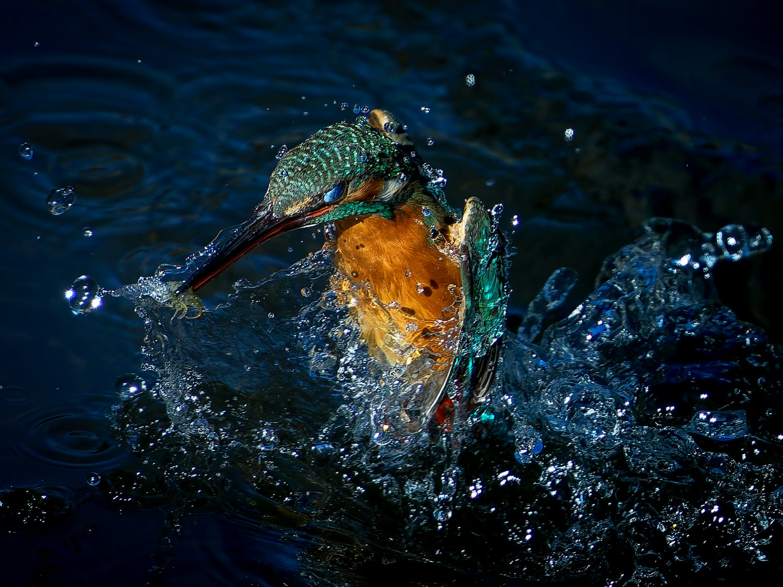 Momento vibrante di un pesce e una rana che schizzano sulla superficie dell'acqua
