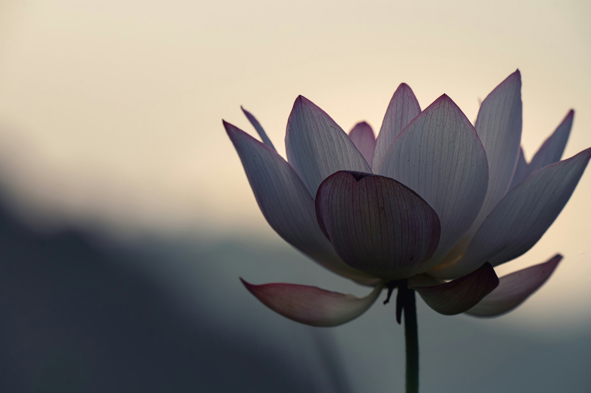 夕阳背景下的莲花