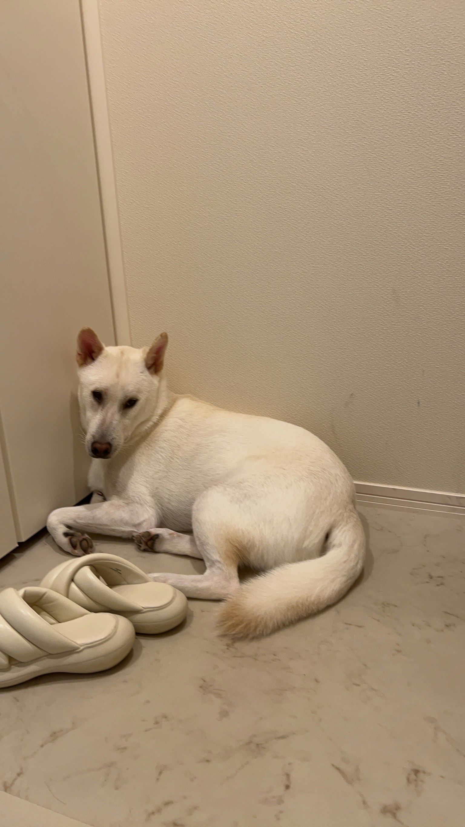 Seekor anjing putih duduk di samping sandal di sudut ruangan