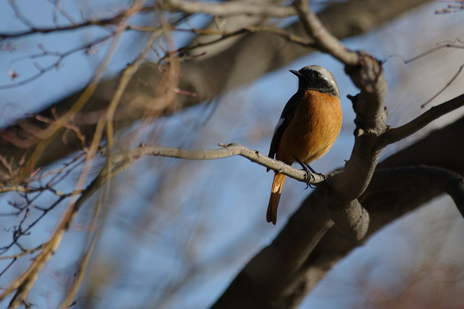 Orangen Vogel auf einem Ast