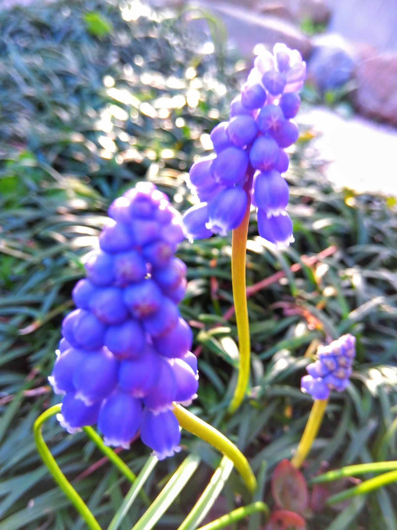 紫色的风信子花朵盛开，背景是绿色的叶子
