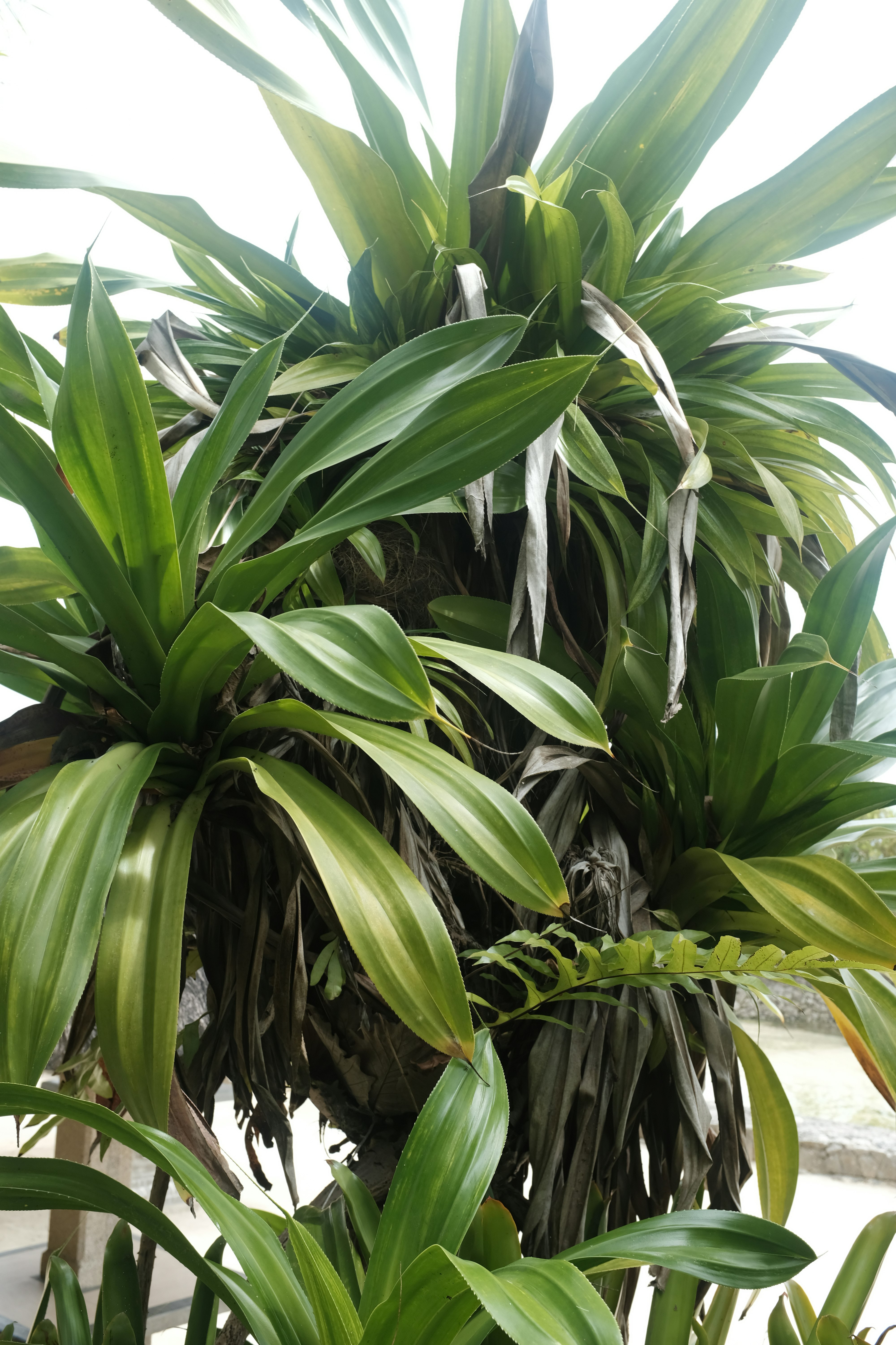 観葉植物の葉が密に茂る鉢植えのアップ