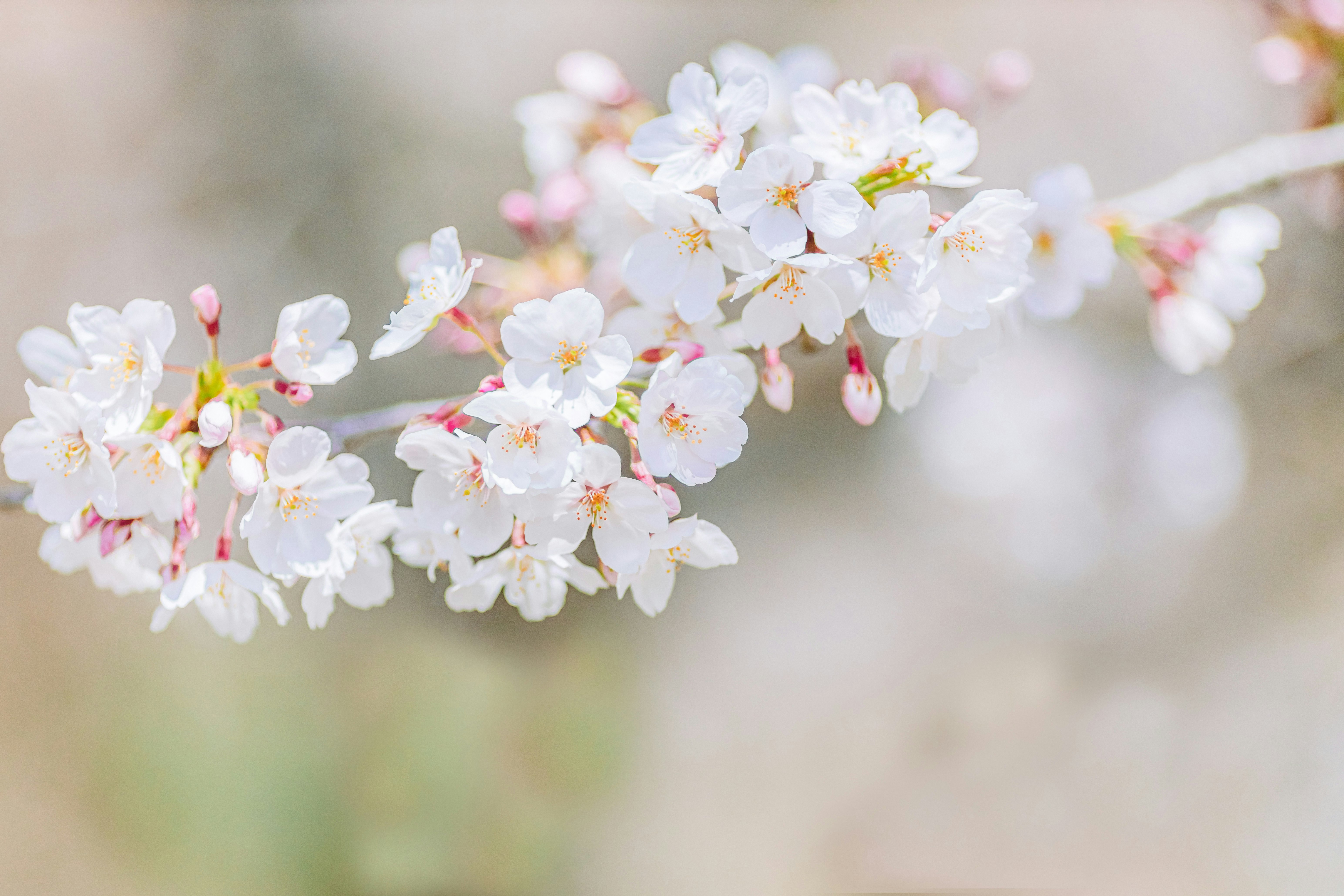 白い桜の花がふわりと咲く春の枝先