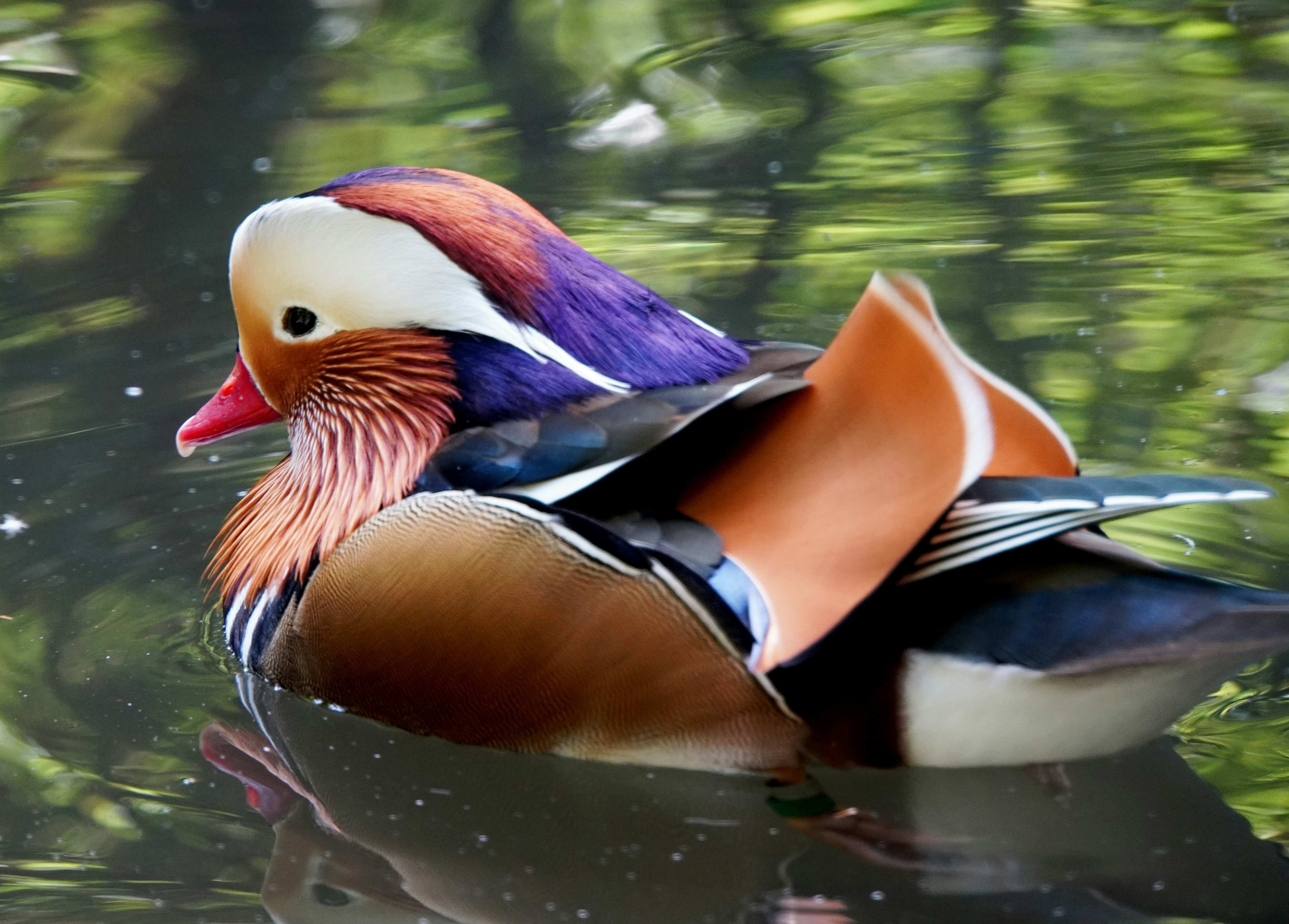 ein Paar Mandarinenten schwimmt auf dem Wasser