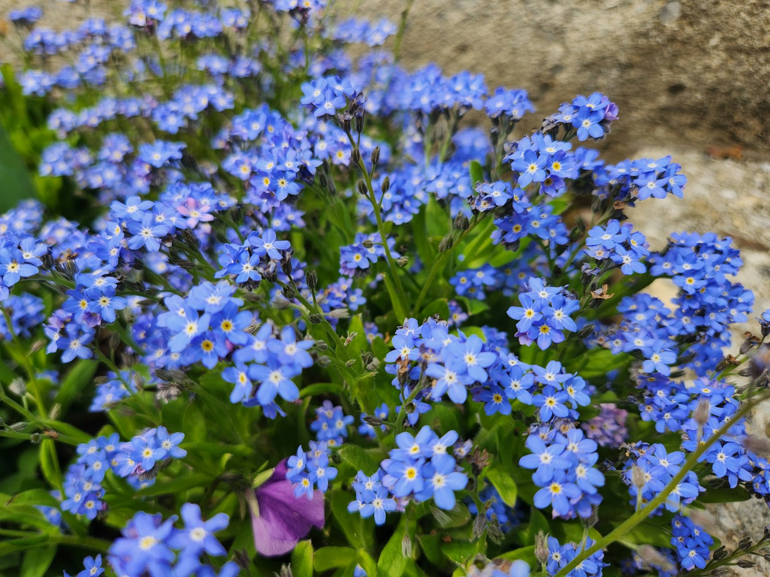A vibrant cluster of small blue flowers in full bloom