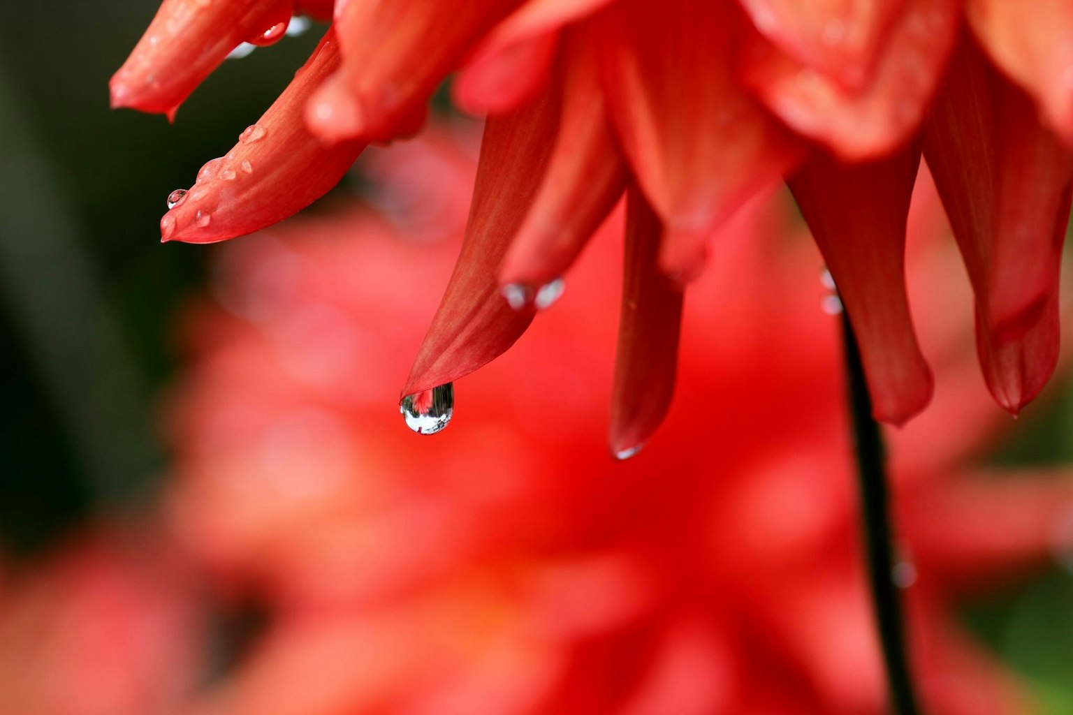 Close-up of red flower petals with a water droplet