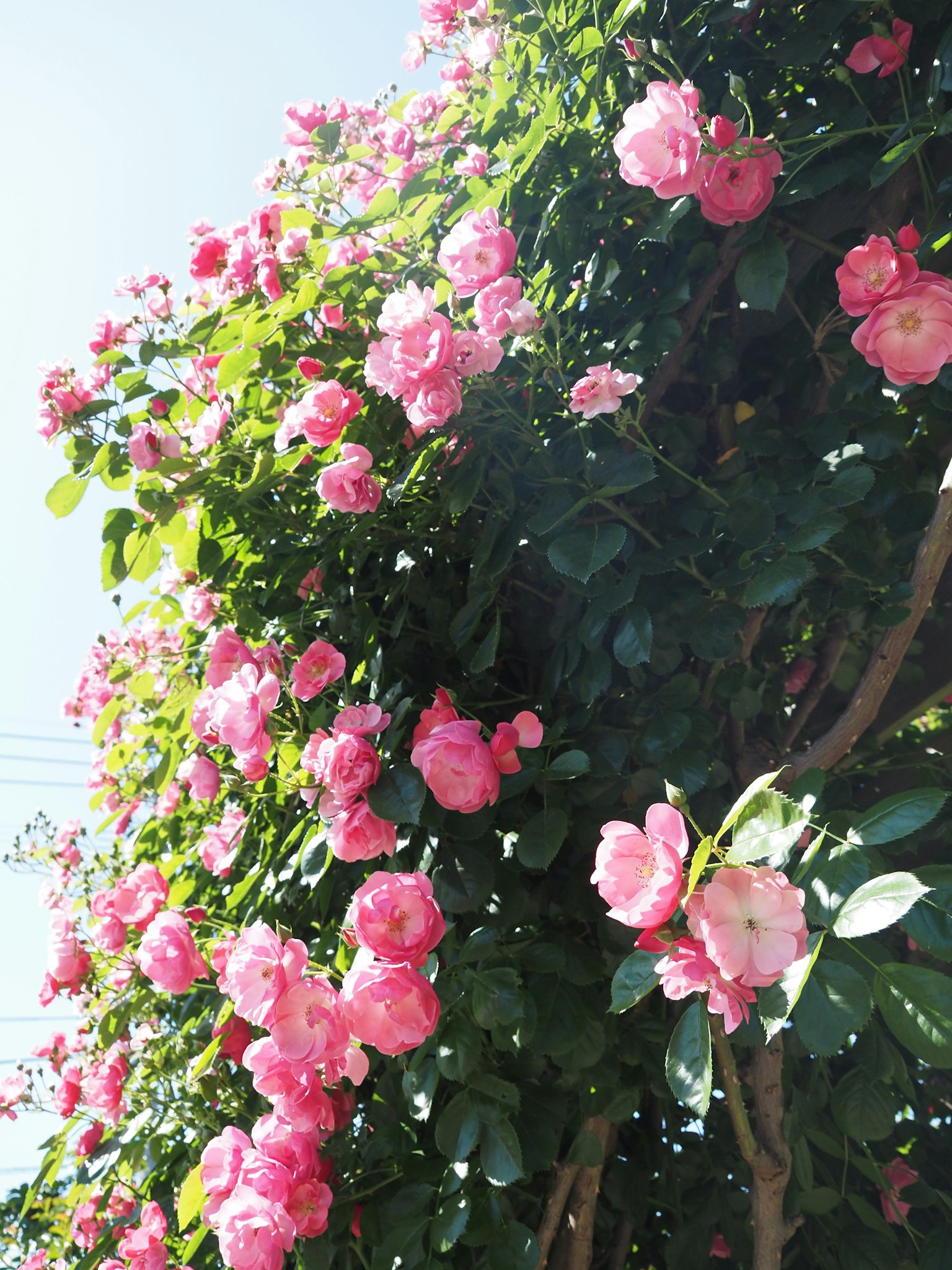 photo-c6NDiKQIJOYrs7Me5i9g-image