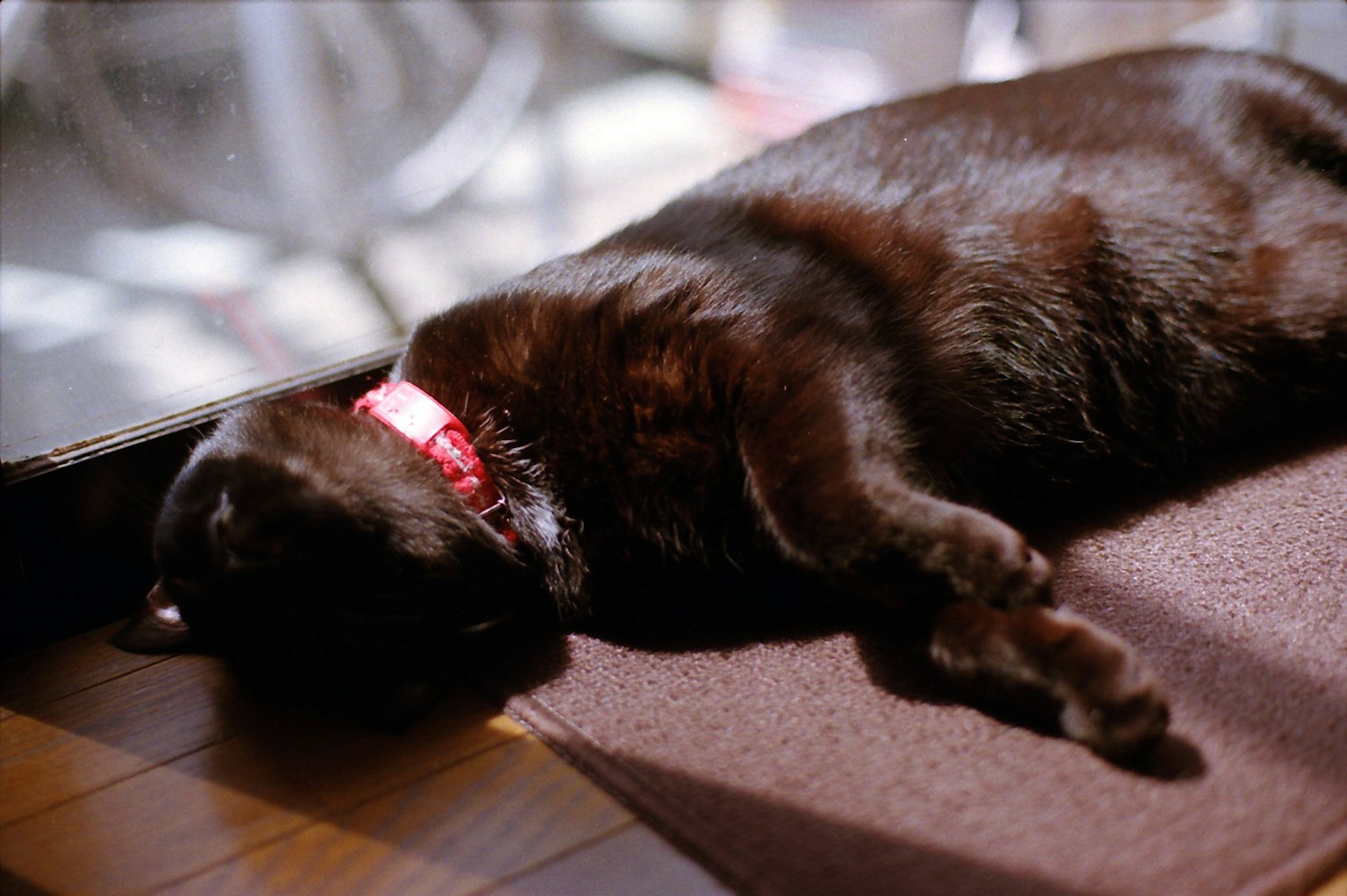 Un gatto nero si rilassa e dorme su una superficie morbida