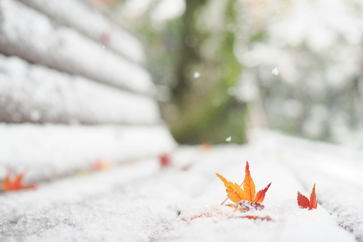 雪覆盖的木质表面上的红叶，背景模糊