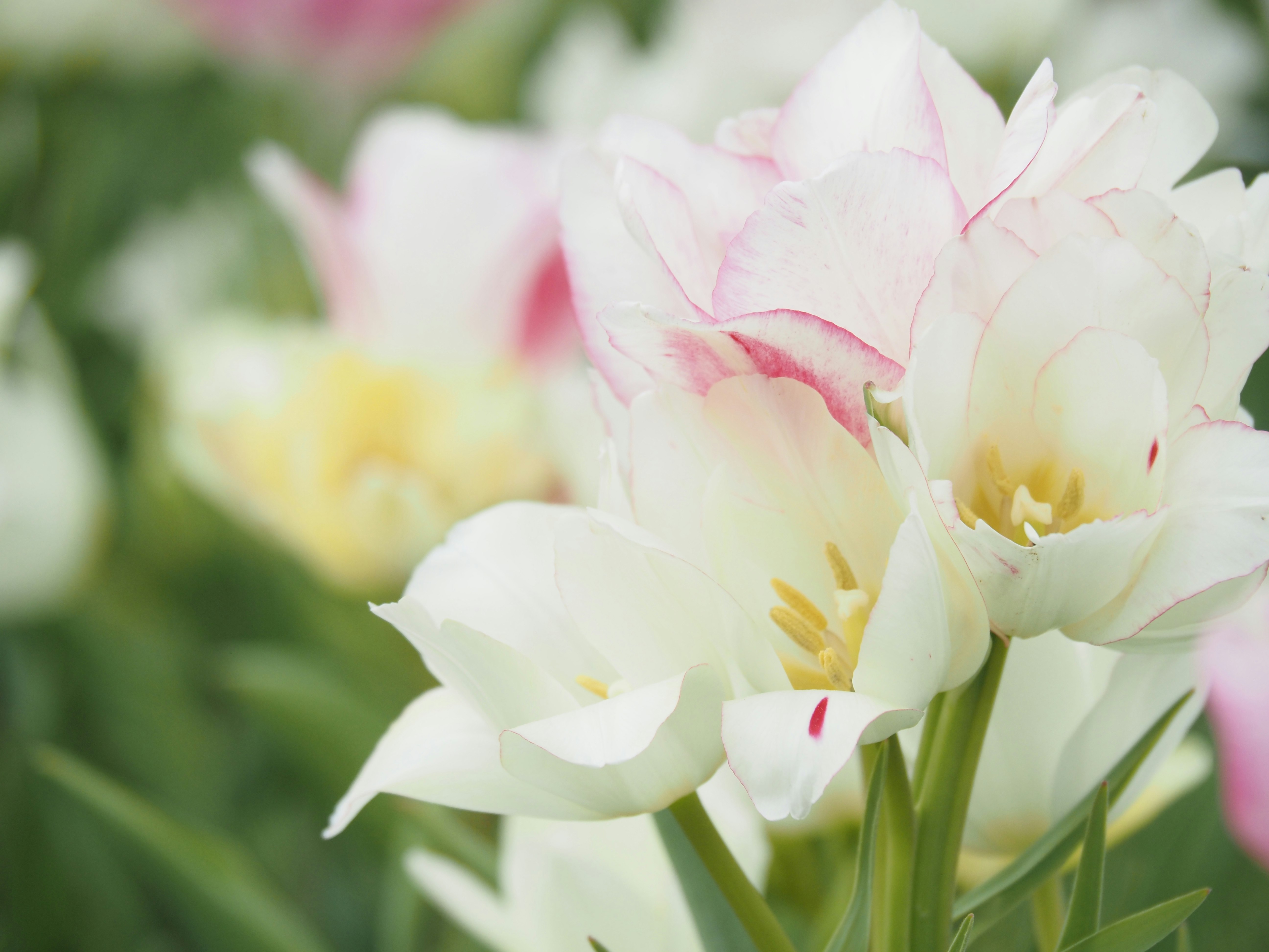 Nahaufnahme von weißen und hellrosa Tulpenblüten