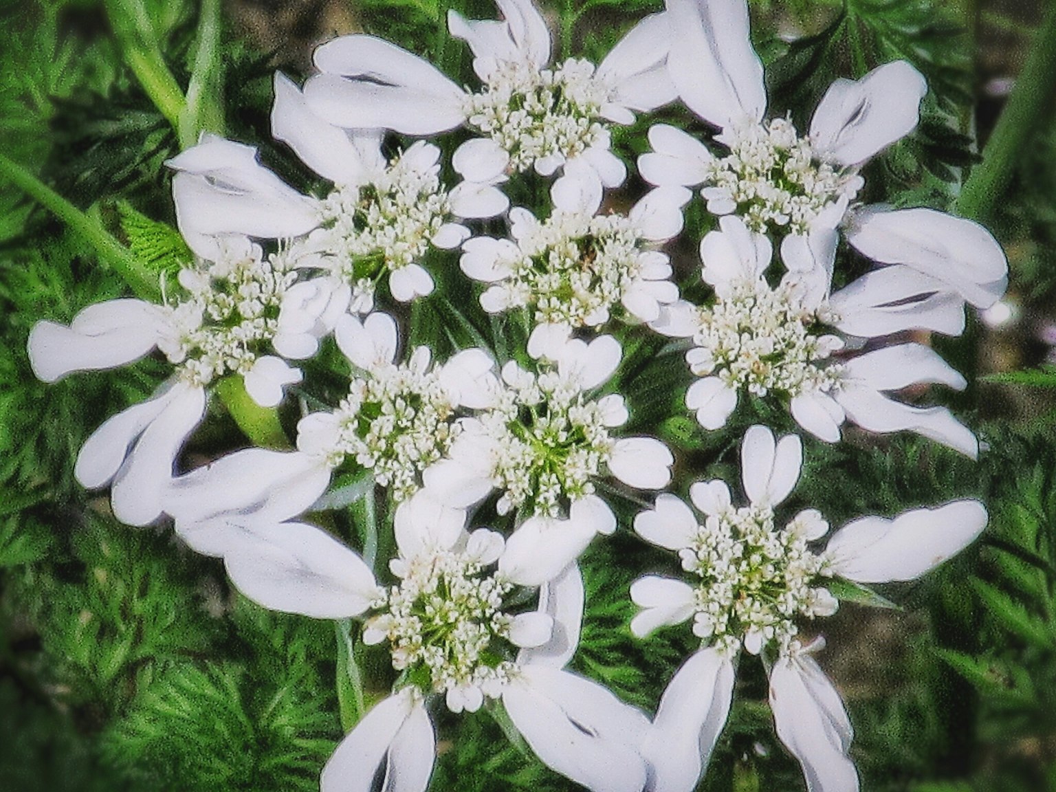 背景為綠色葉子的精緻白花簇