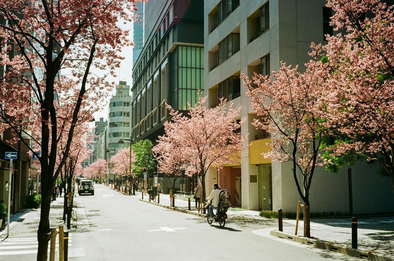 Pohon sakura di tepi jalan dengan seorang pesepeda melintas dalam pemandangan musim semi