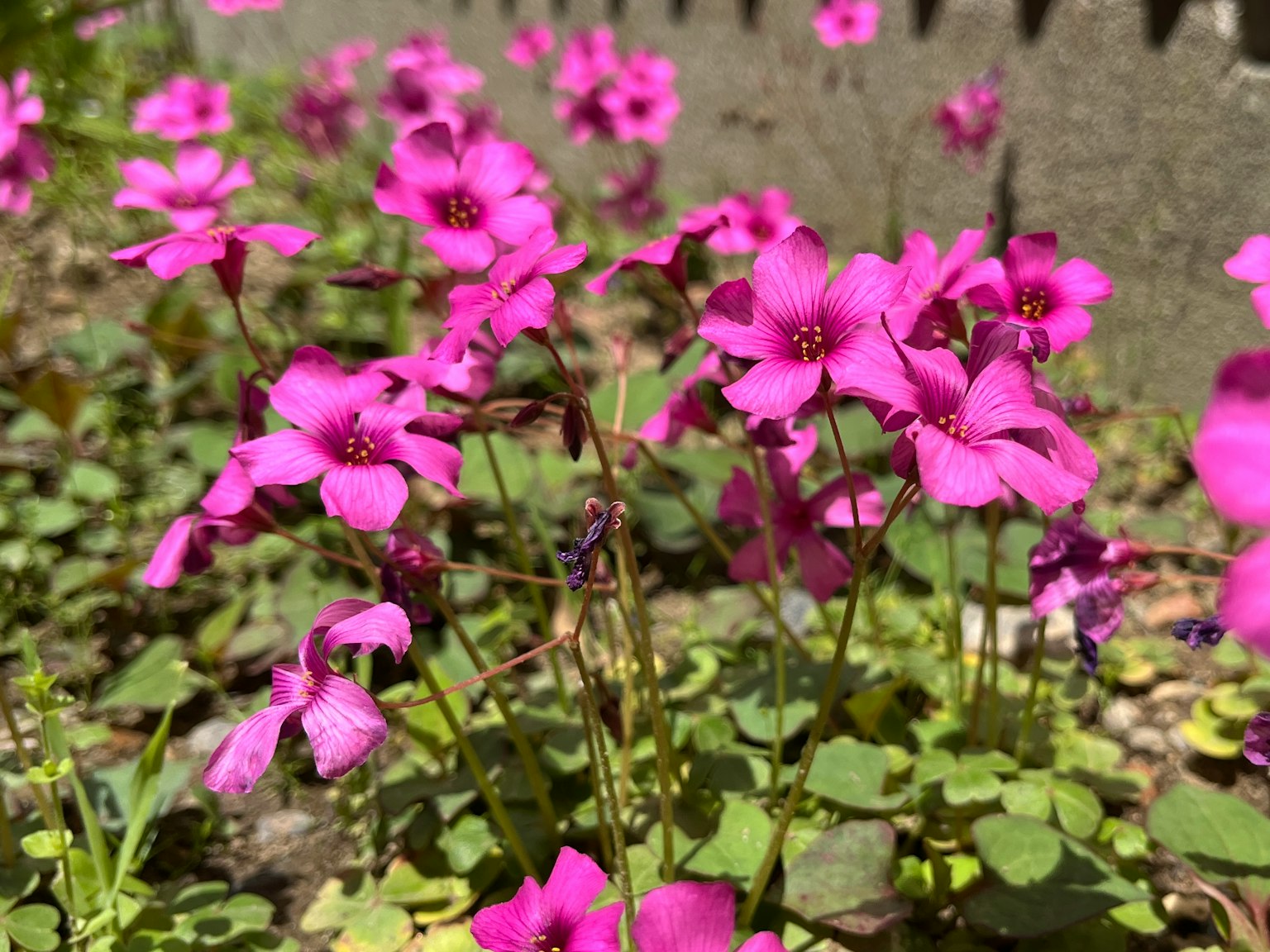 Fiori rosa vivaci che sbocciano in un giardino