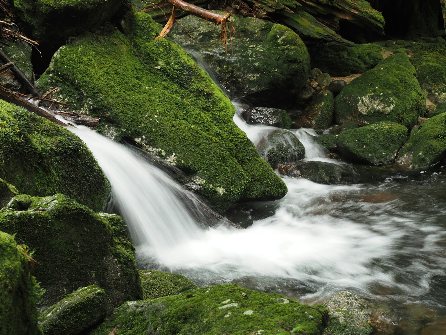 Una foto de un arroyo que fluye entre rocas cubiertas de musgo
