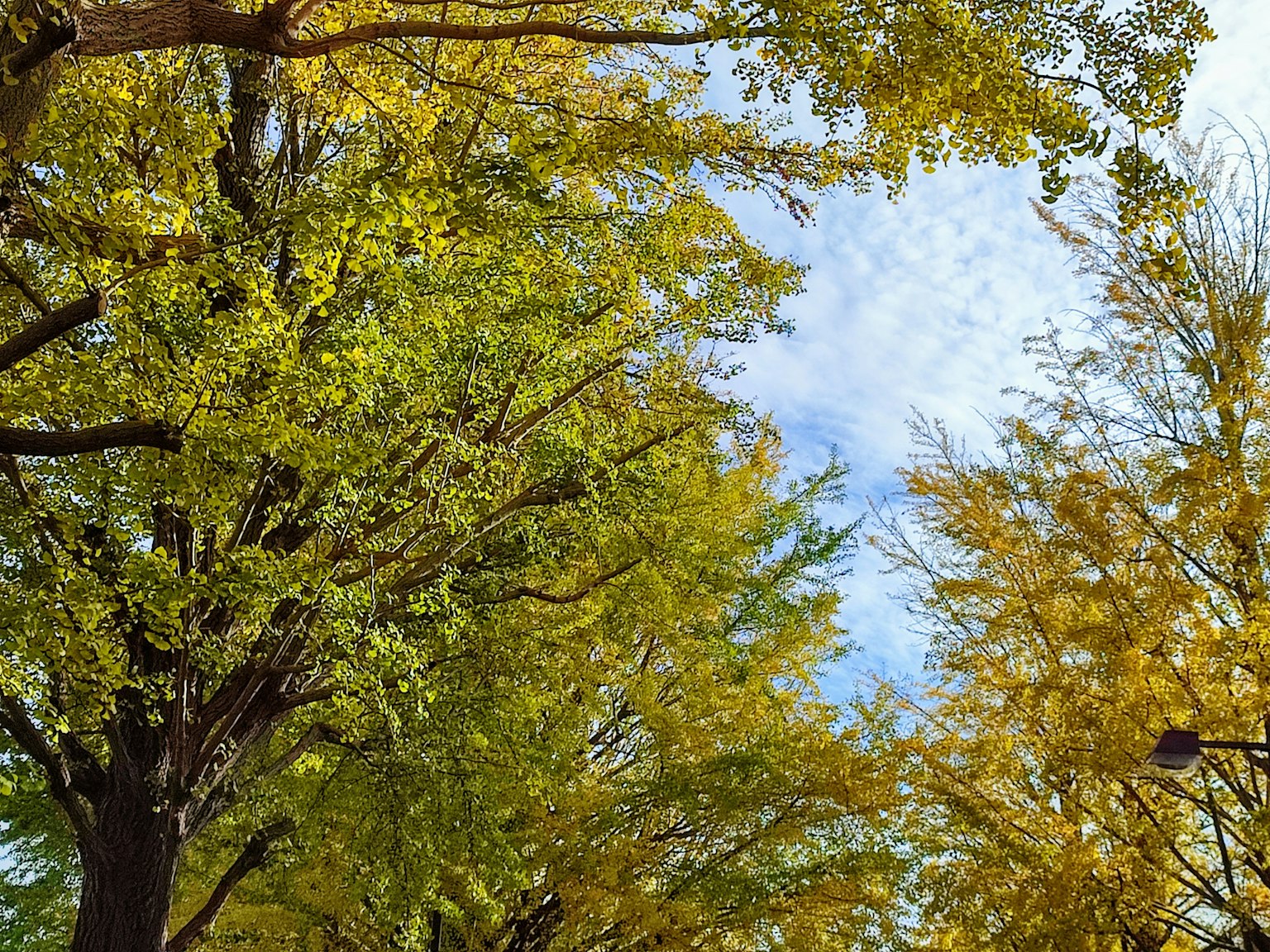 Canopée d'arbres avec des feuilles d'automne et ciel bleu