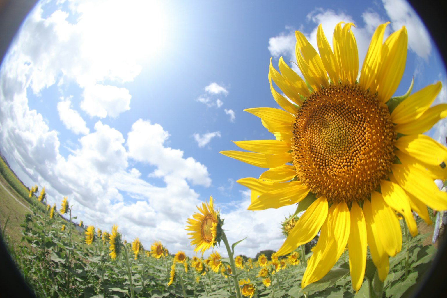 Un grand tournesol en fleur sous un ciel bleu avec des nuages duveteux et un champ de tournesols
