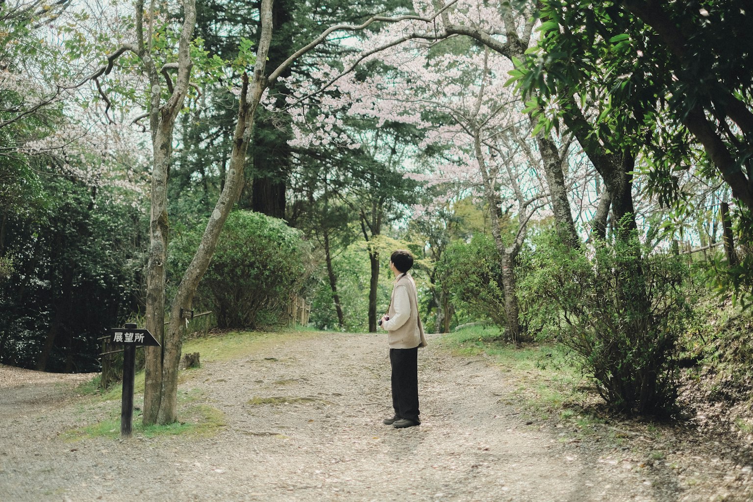 Woman standing under cherry blossom trees in a serene park setting