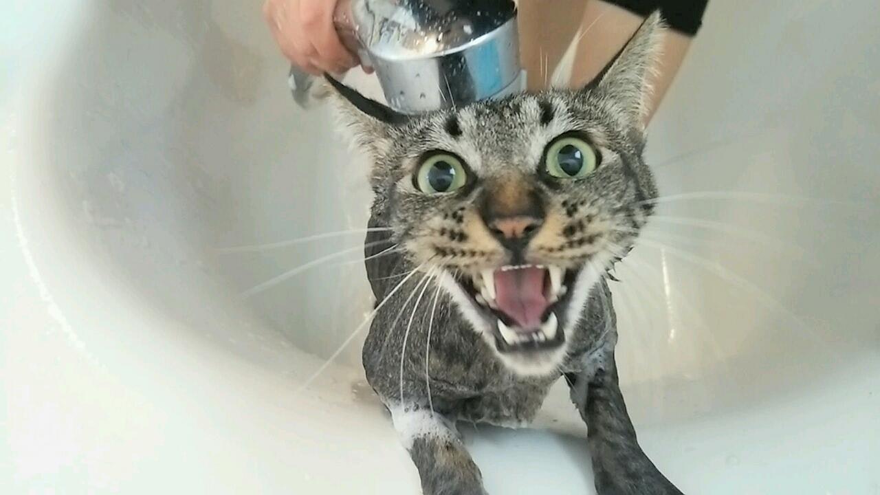 シャンプー中の水浴びを嫌がる猫