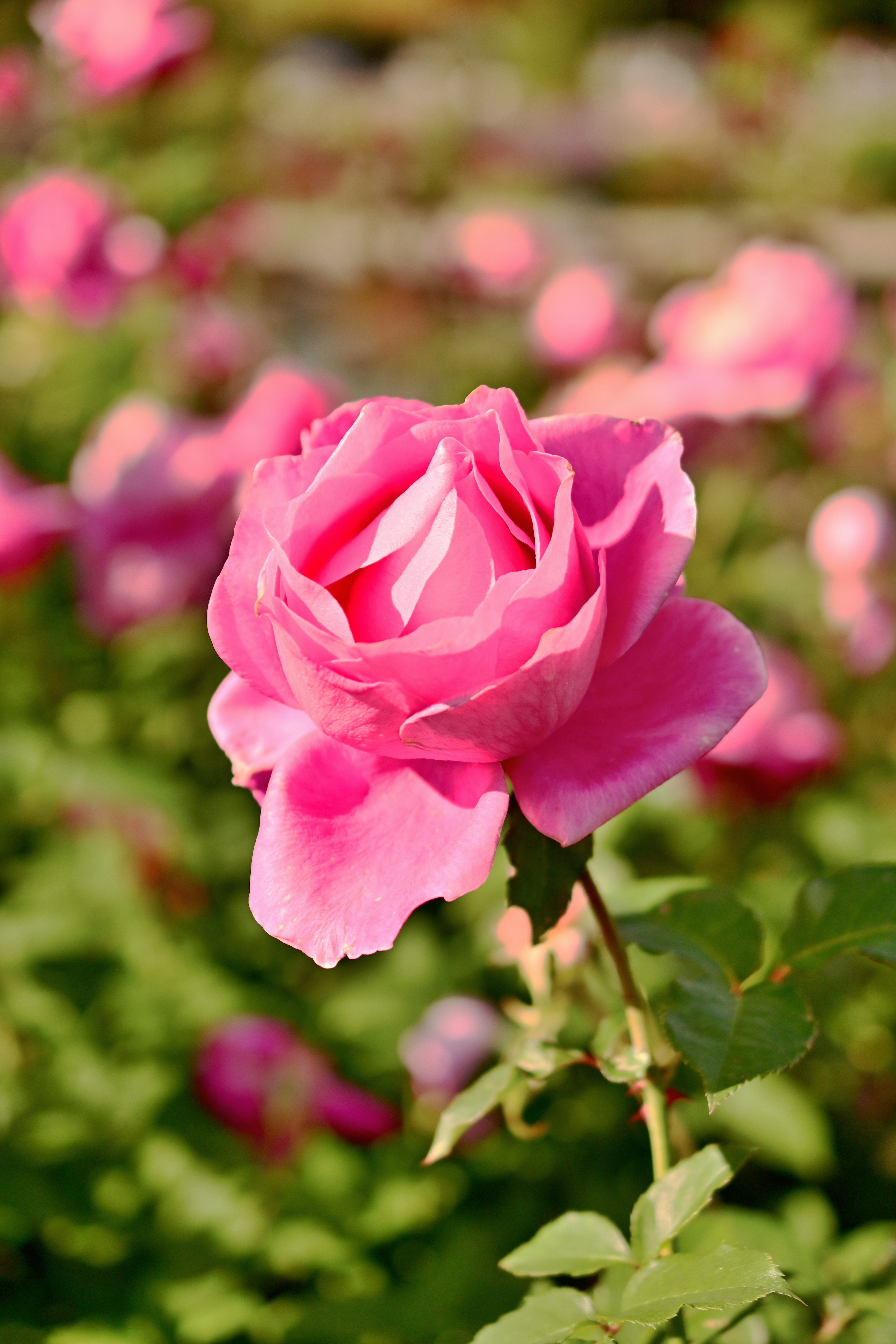 pink roses blooming in a garden