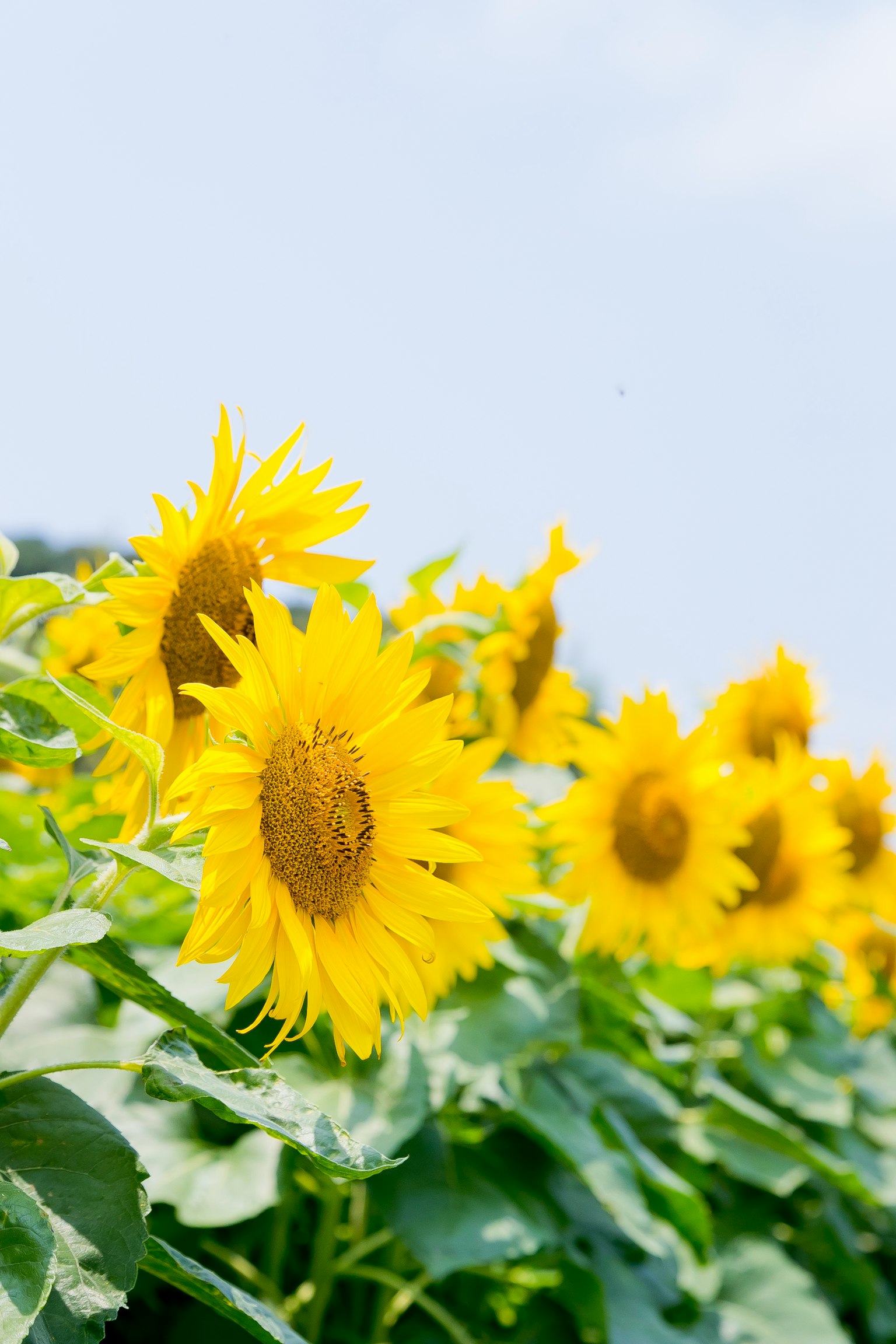 A field of bright sunflowers in bloom
