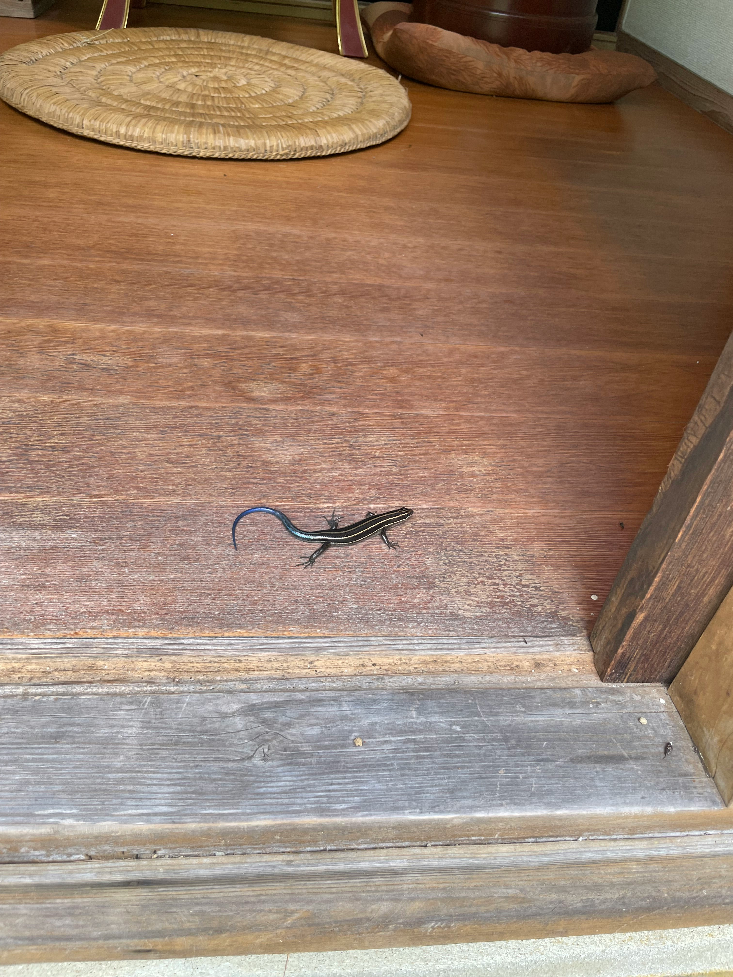 small bird figurine on a wooden floor